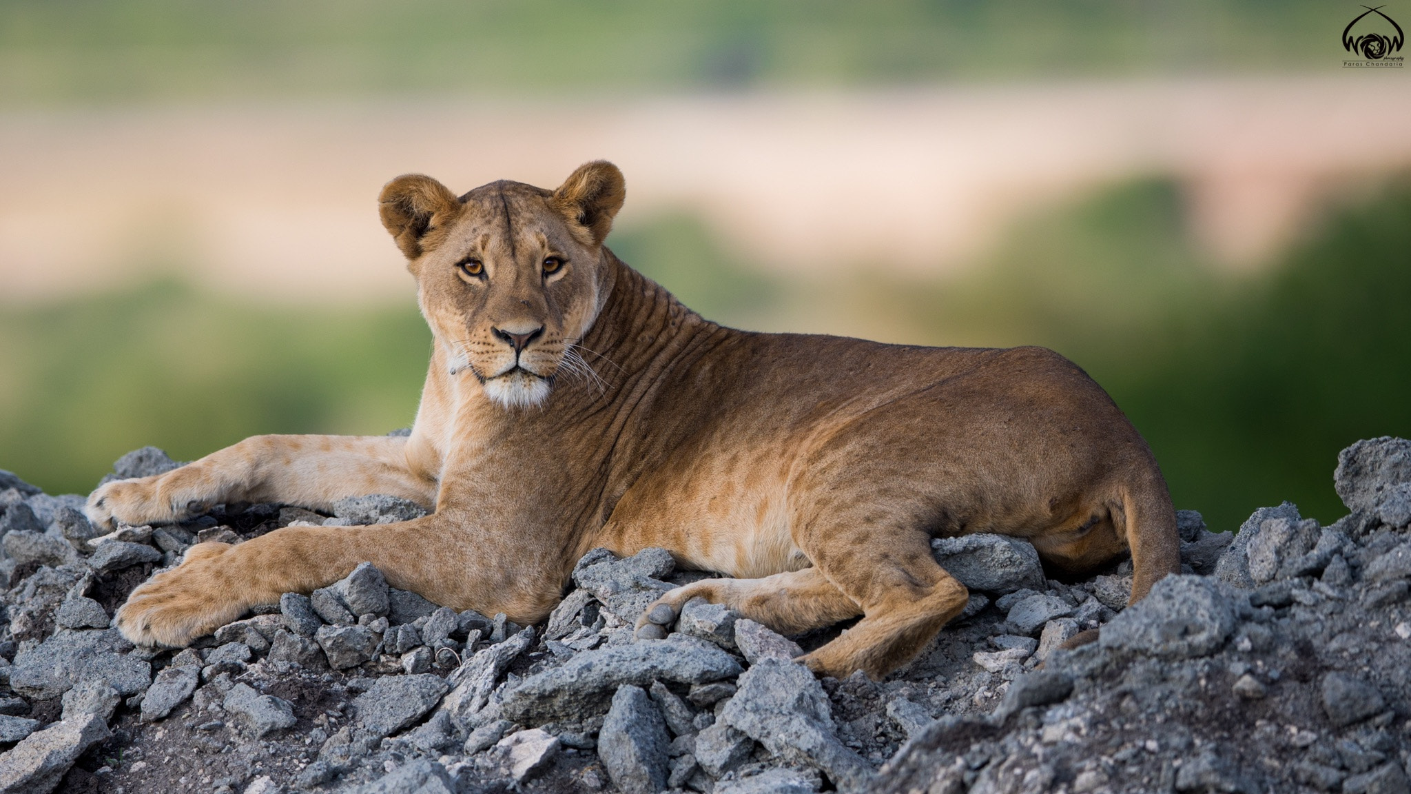 Canon EF 400mm F2.8L IS II USM sample photo. Lengai photography