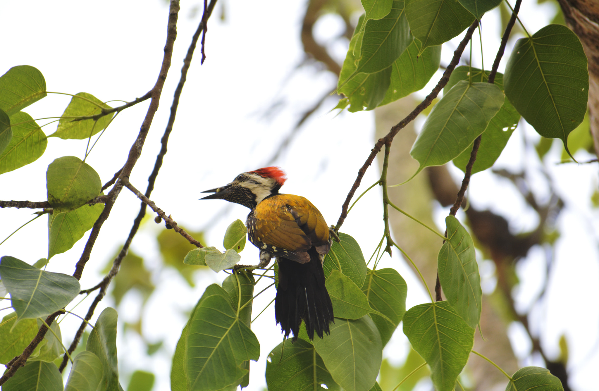 Nikon D5200 + Sigma 70-300mm F4-5.6 DG OS sample photo. White-naped woodpecker photography