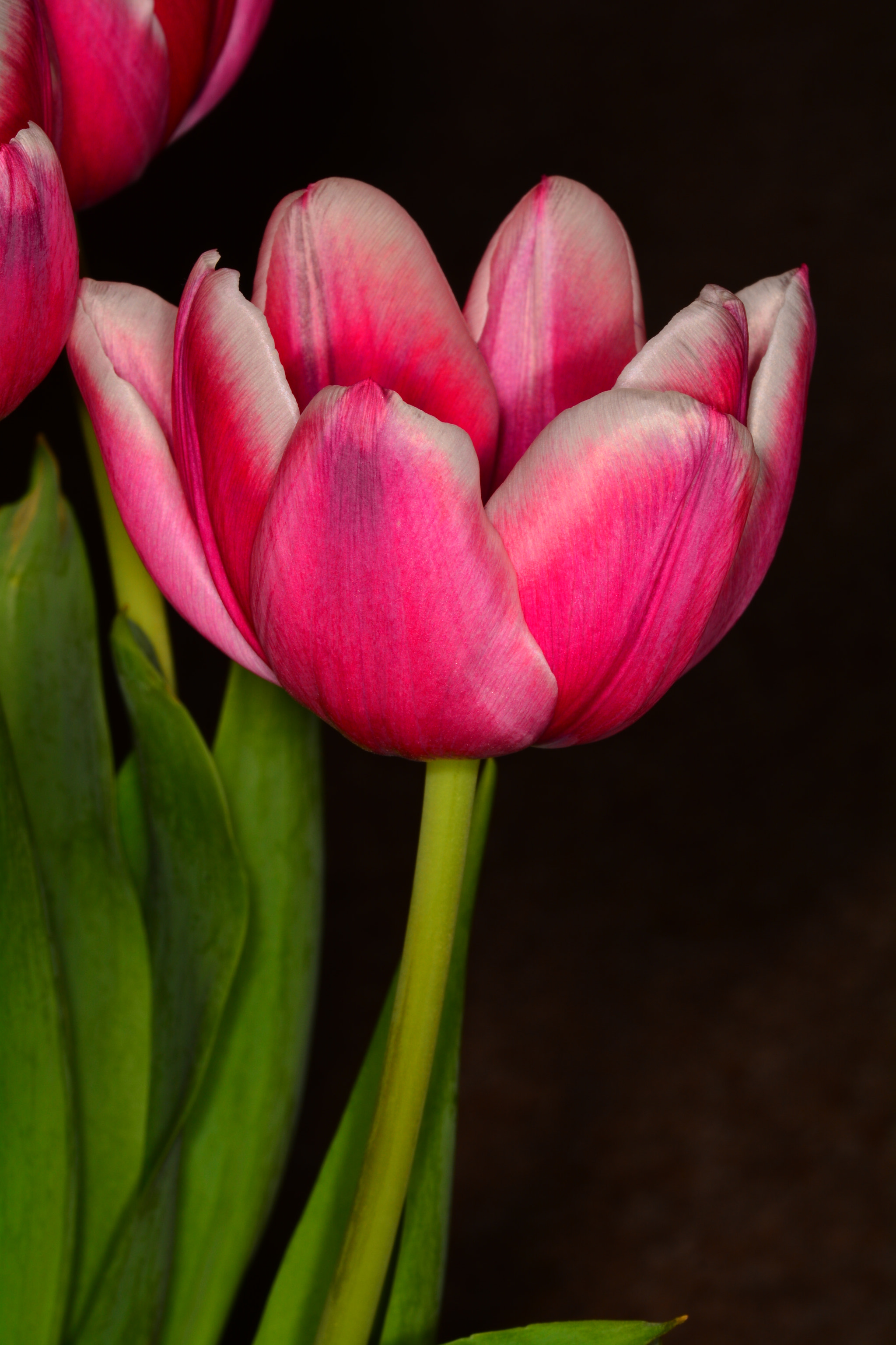 Sigma 105mm F2.8 EX DG OS HSM sample photo. A tulip photography