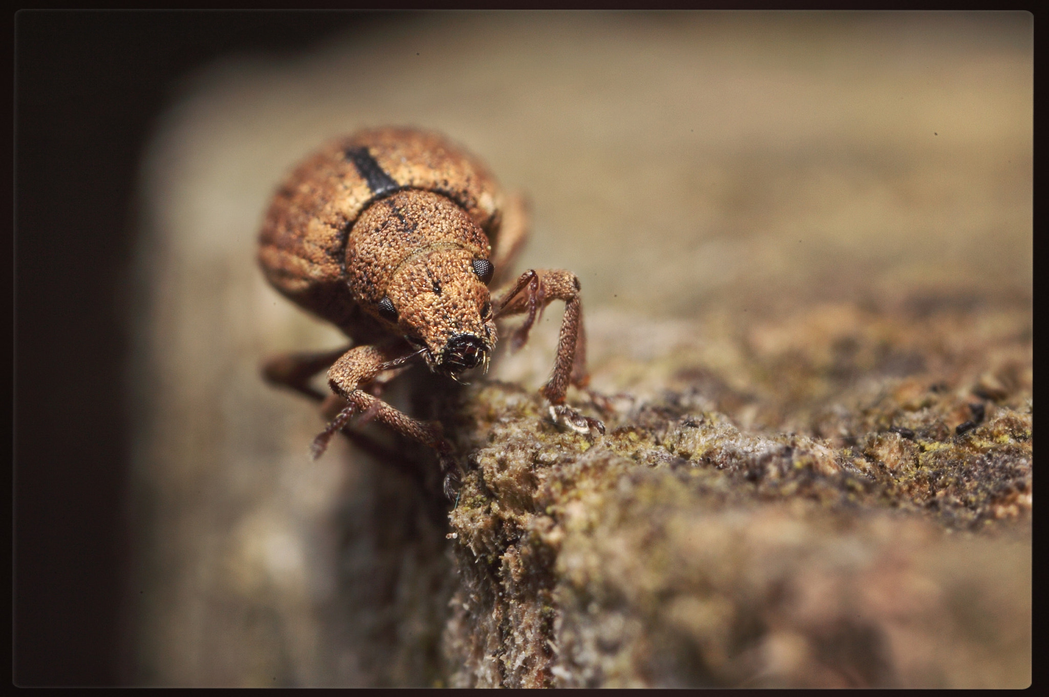 Canon EOS 5D Mark II + Canon MP-E 65mm F2.5 1-5x Macro Photo sample photo. Weevil face photography