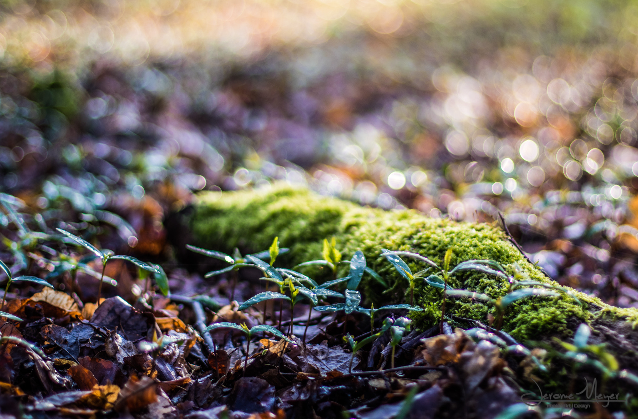 Canon EOS 80D + Canon EF 50mm F1.4 USM sample photo. Morning tour 2 photography
