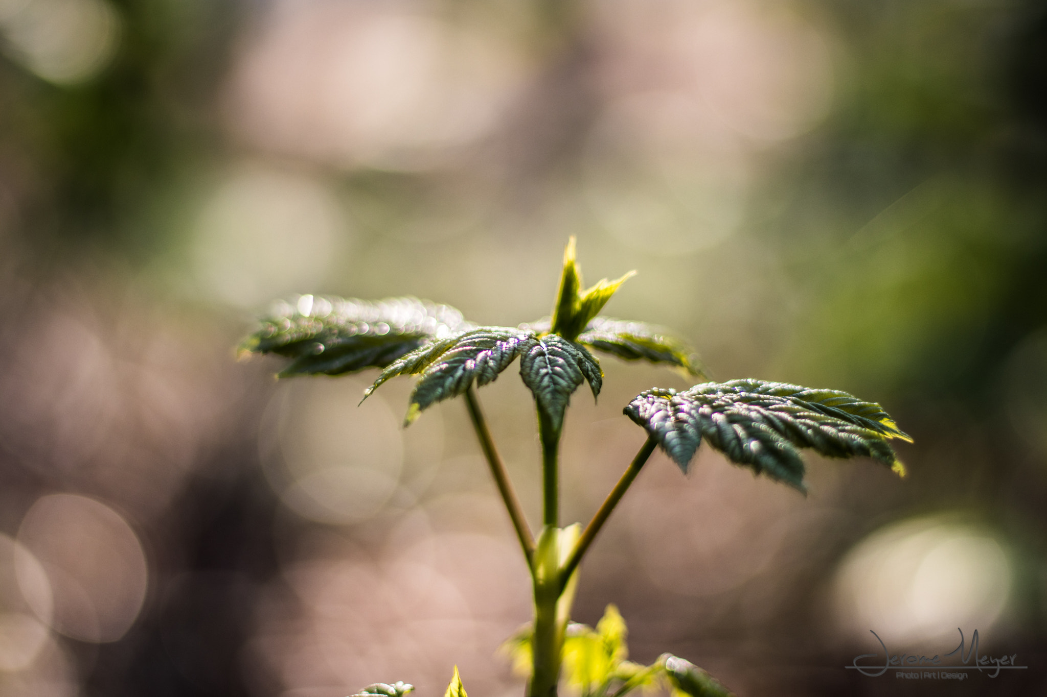Canon EOS 80D + Canon EF 50mm F1.4 USM sample photo. Nice morning...  photography