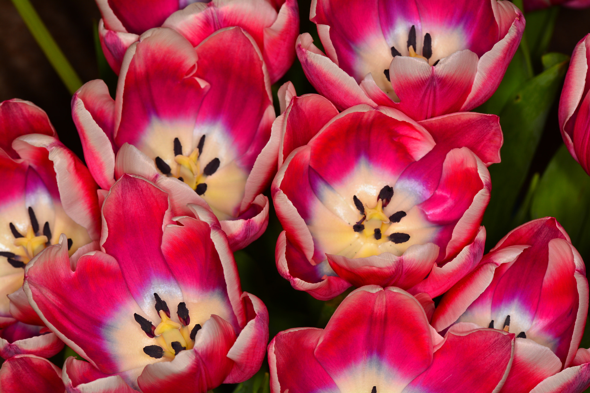 Nikon D5200 sample photo. Tulips photography