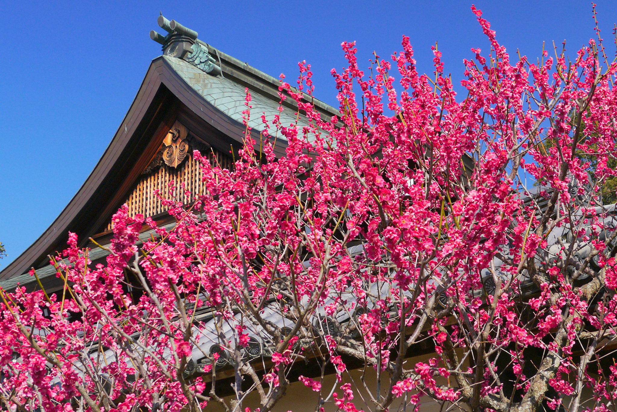 Panasonic Lumix G Vario HD 14-140mm F4-5.8 OIS sample photo. Spring in kyoto photography