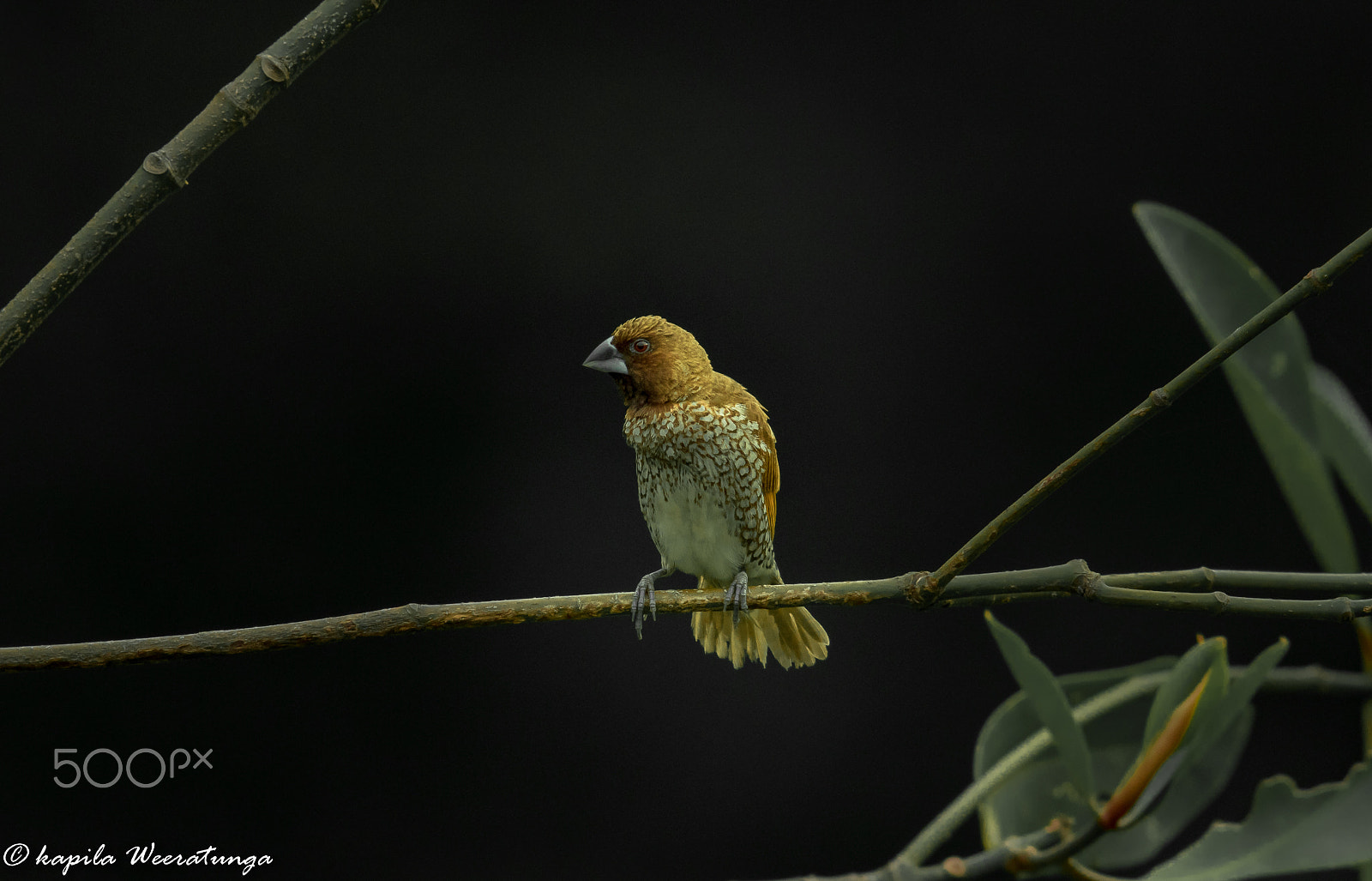 Canon EF 400mm F5.6L USM sample photo