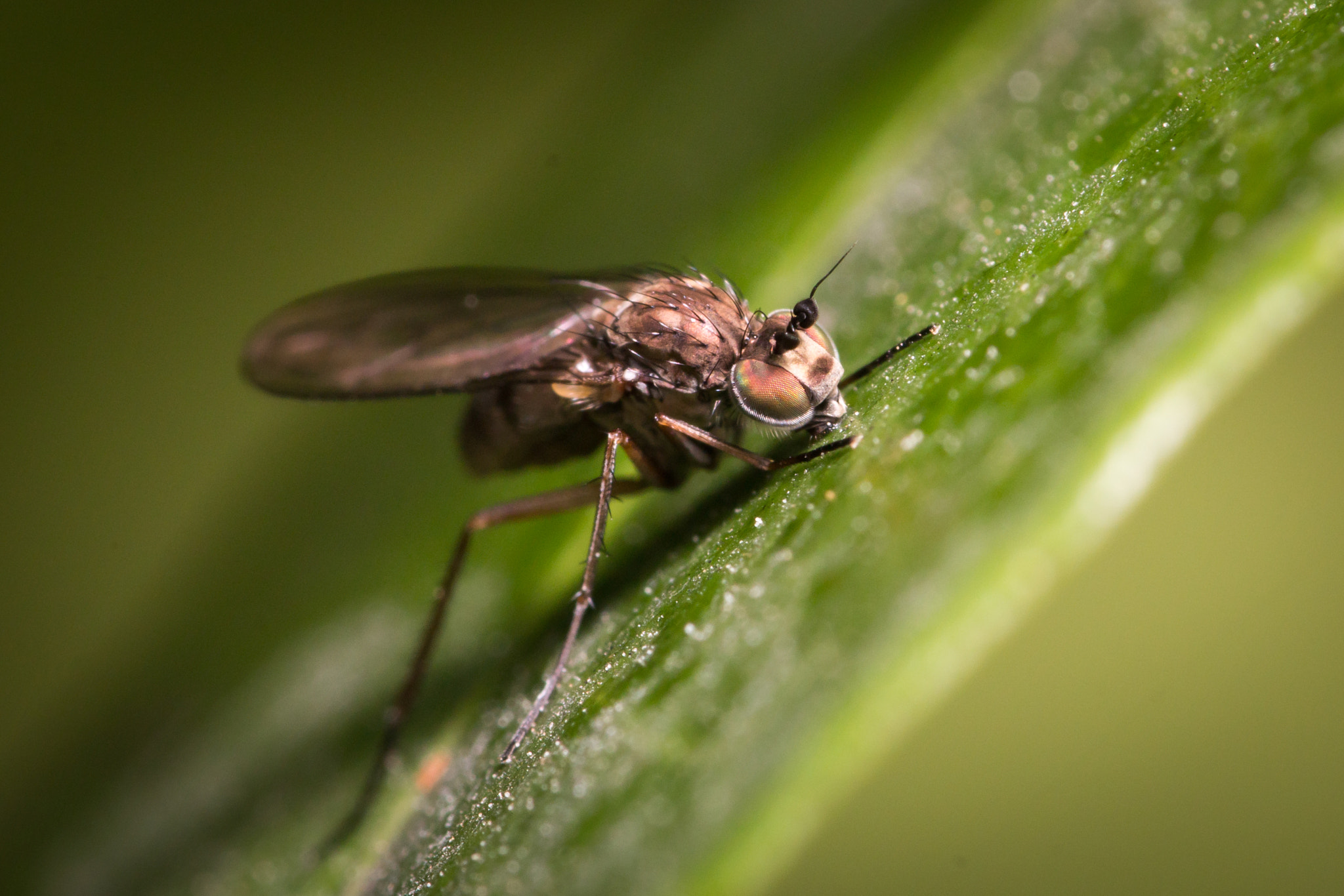 Sigma 105mm F2.8 EX DG OS HSM sample photo. Img photography