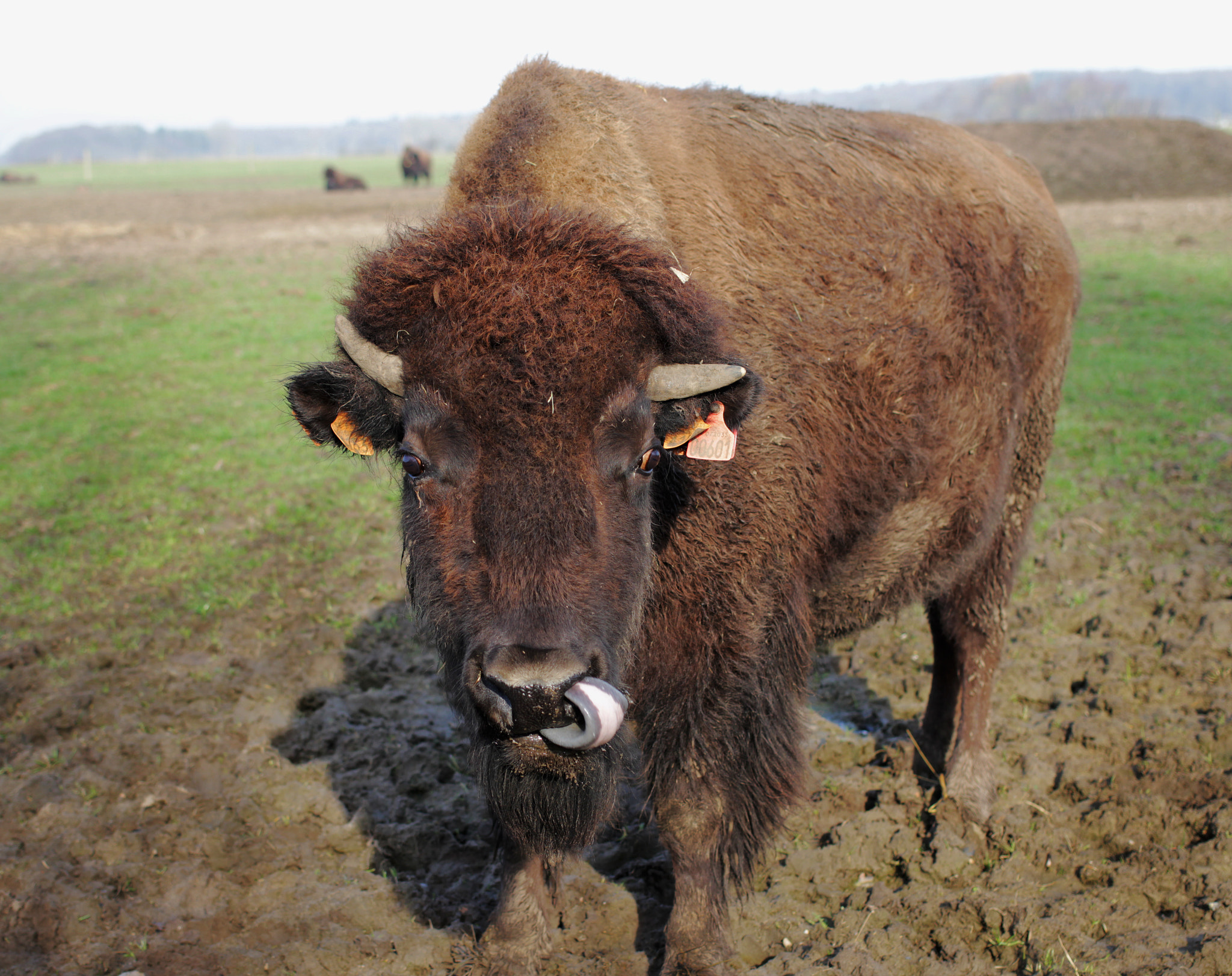 Canon EOS 550D (EOS Rebel T2i / EOS Kiss X4) + Canon EF 40mm F2.8 STM sample photo. Bison licking nose photography