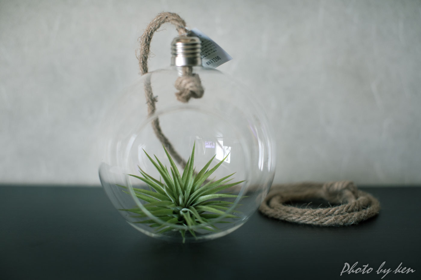 Canon EF 50mm F1.2L USM sample photo. T.plagiotropica photography