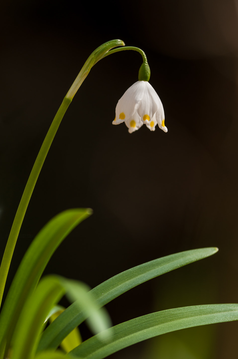 Nikon D90 sample photo. Snowflake photography