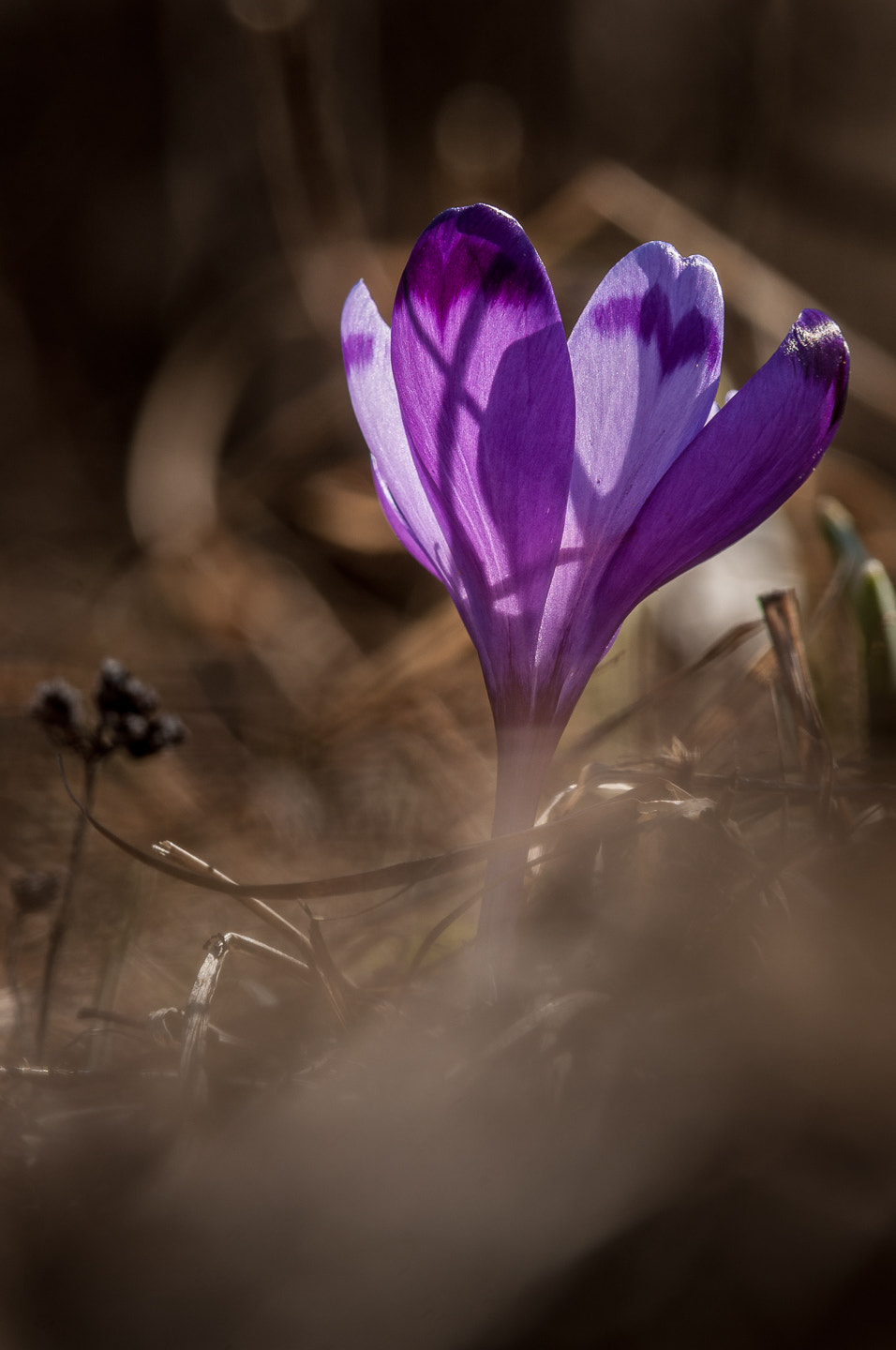 Nikon D90 sample photo. Crocus photography