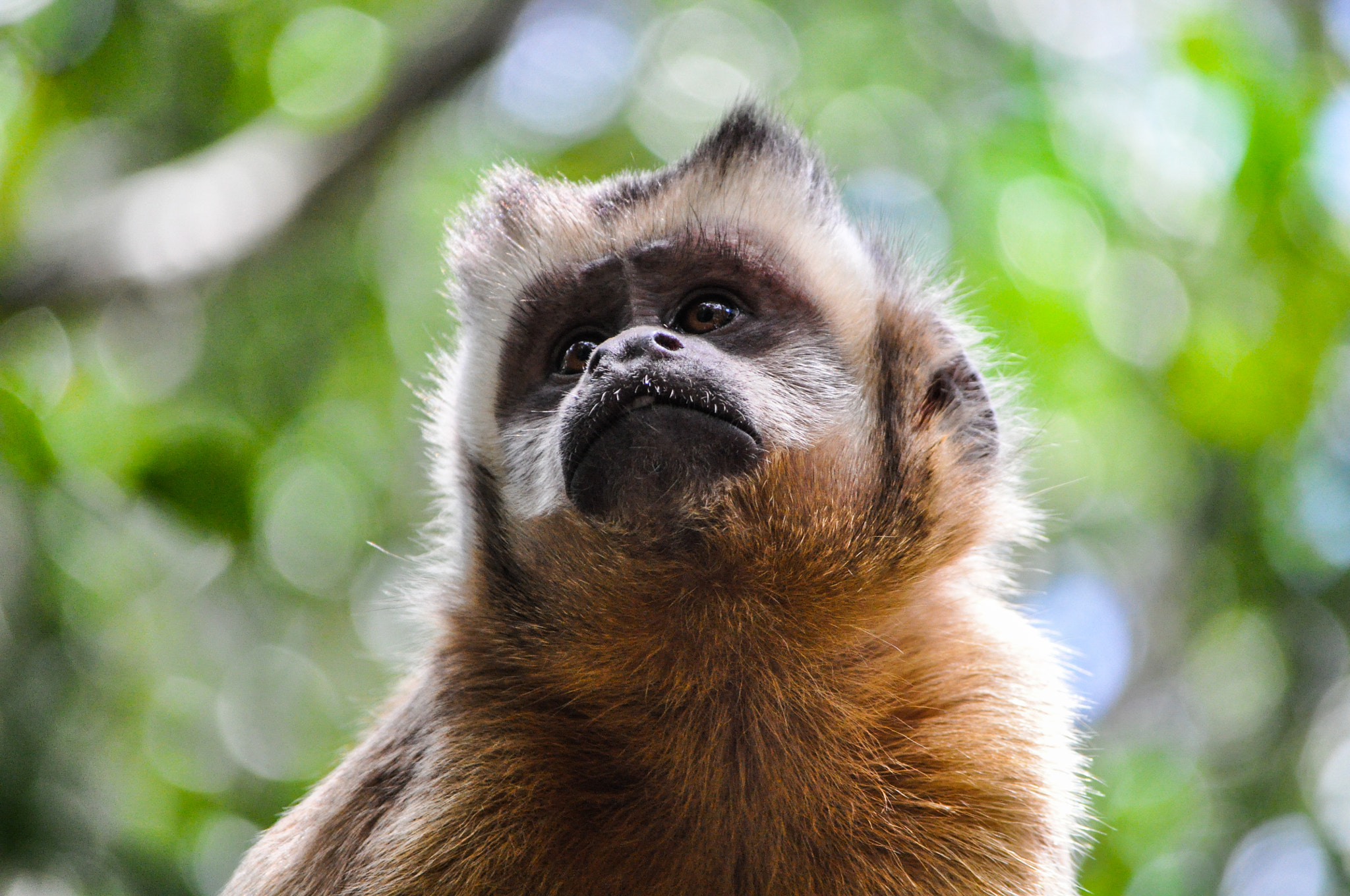 Nikon D90 sample photo. Tufted capuchin photography