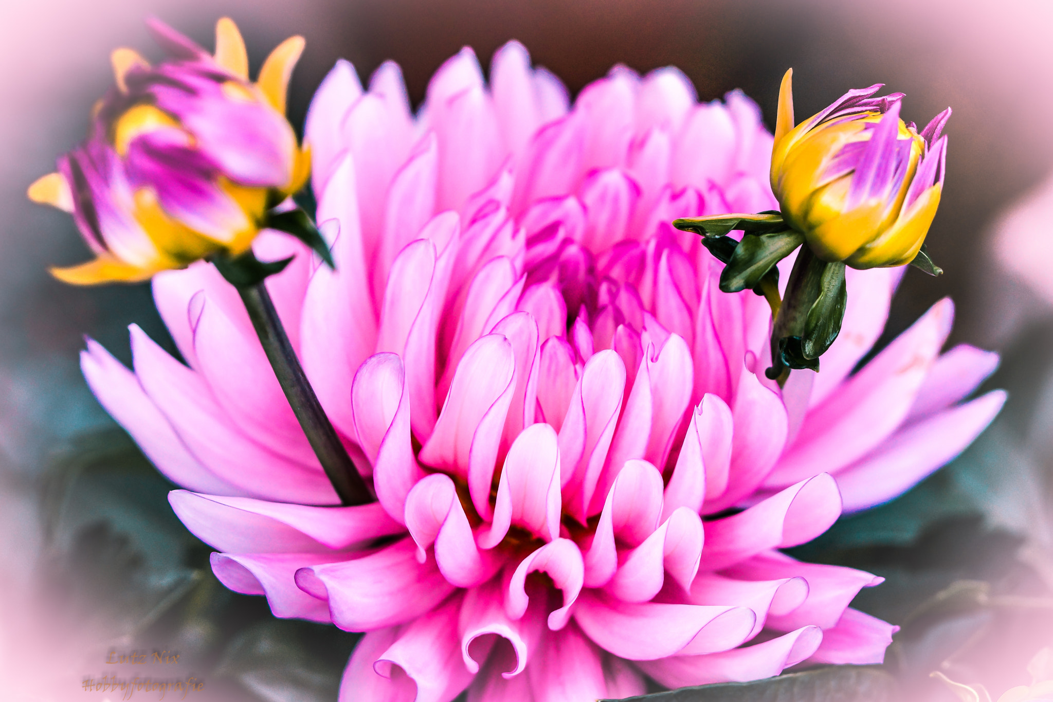 90mm F2.8 Macro SSM sample photo. Dahlia photography