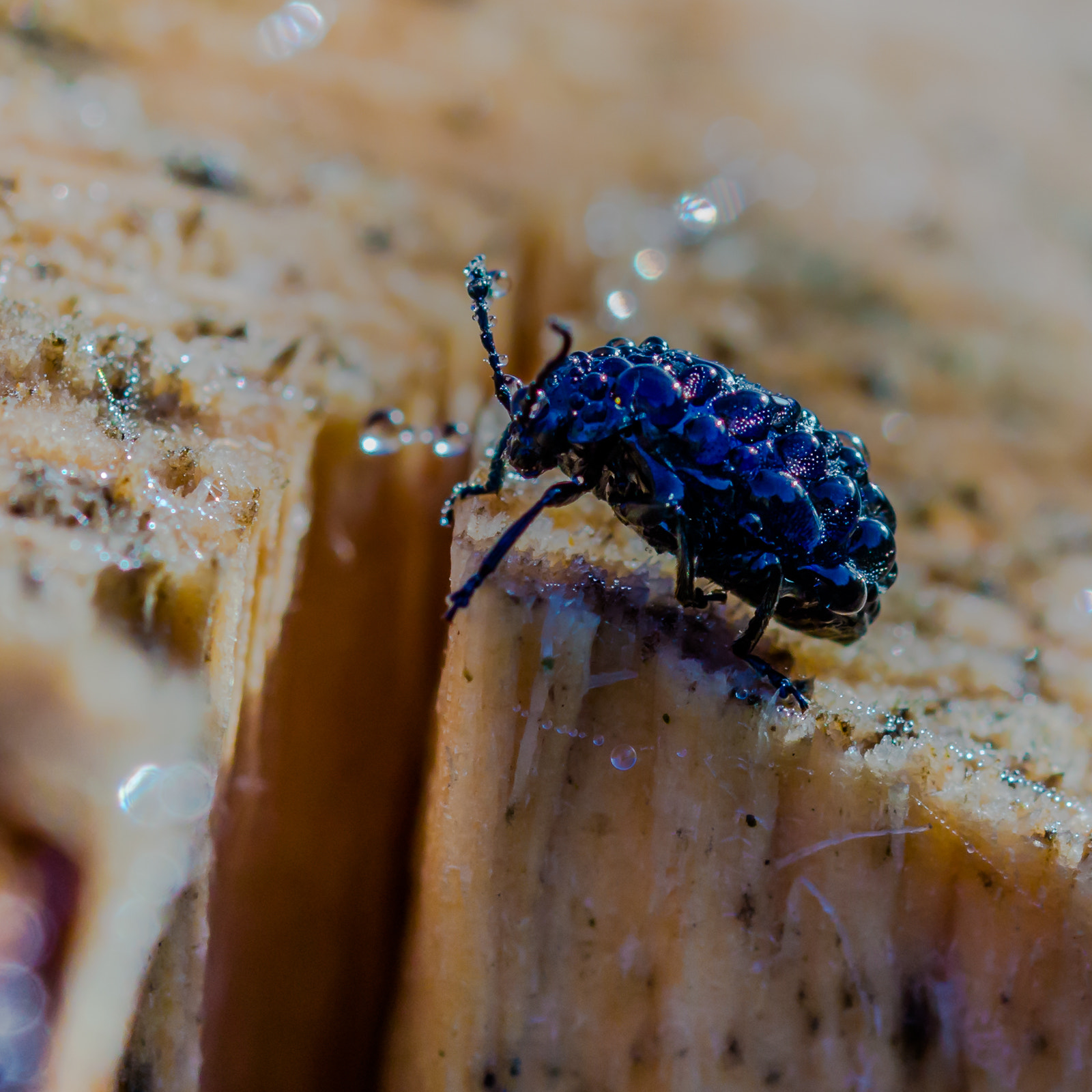Sony SLT-A58 + 105mm F2.8 sample photo. Kevertje photography