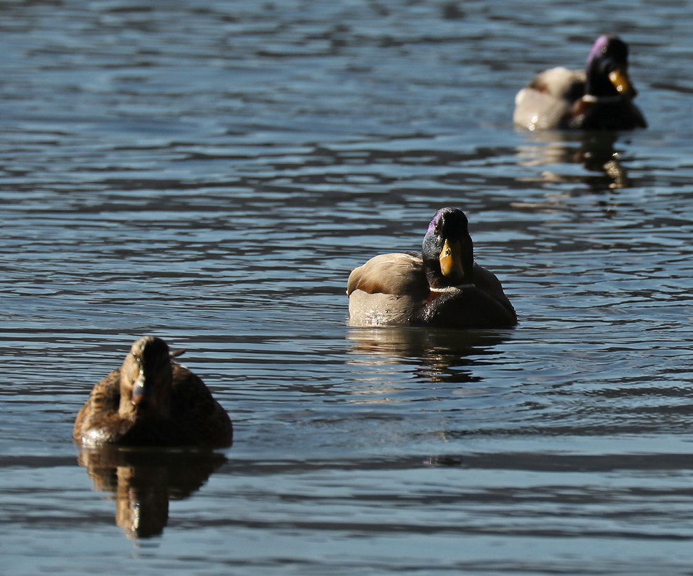 Canon EF 70-300mm F4-5.6L IS USM sample photo. Where the river rests photography