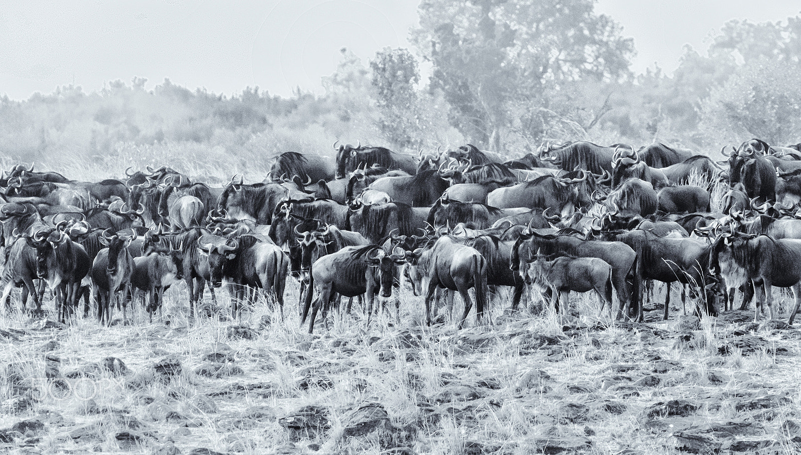 Canon EOS 7D + Canon EF 100-400mm F4.5-5.6L IS USM sample photo. Wildebeest waiting for the call for river-crossing photography
