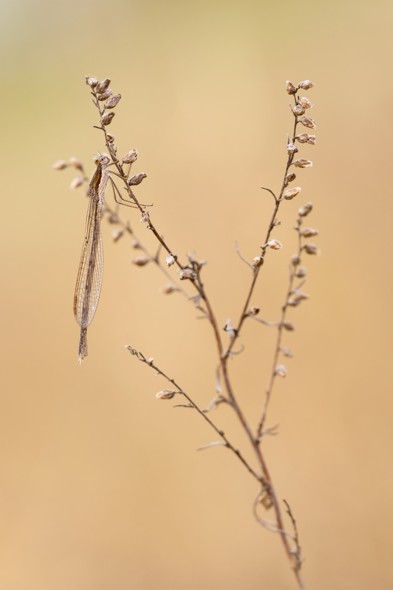 Sigma 150mm F2.8 EX DG Macro HSM sample photo. Sympecma fusca photography