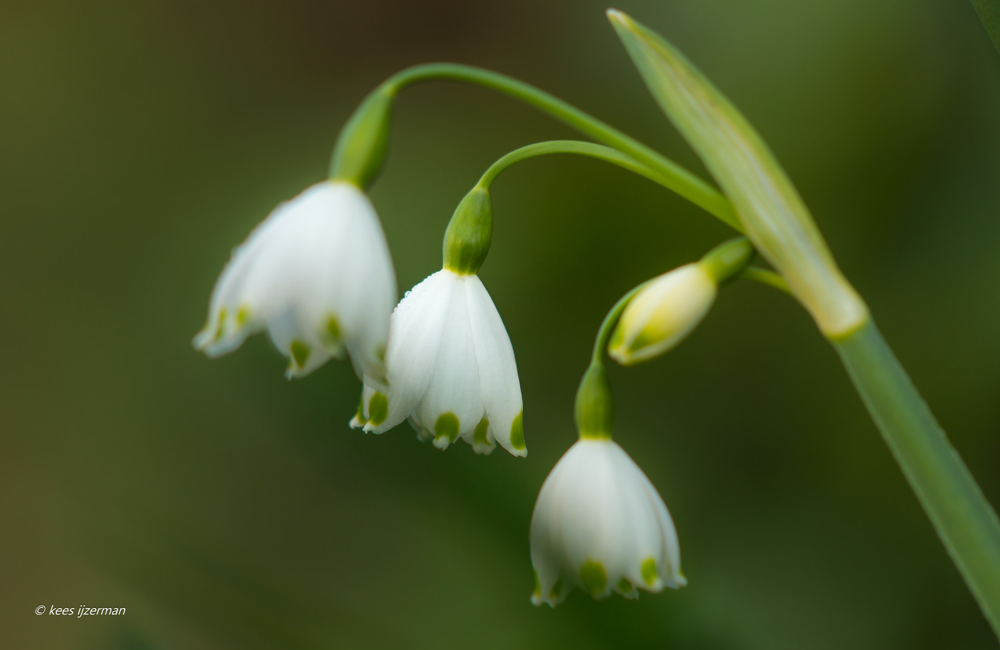 Sony Sonnar T* 135mm F1.8 ZA sample photo. Leucojum. photography