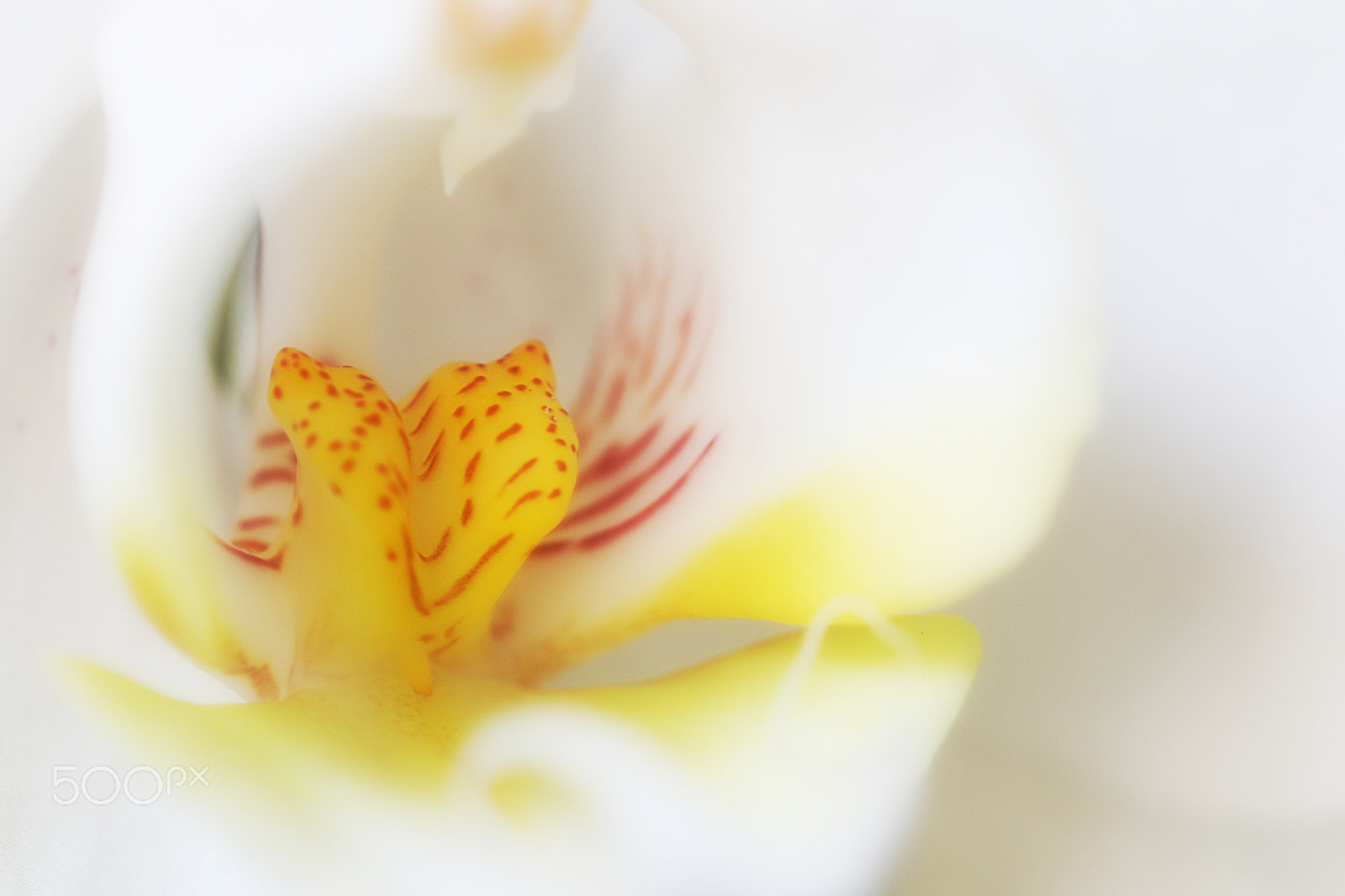 Canon EOS 70D + Sigma 105mm F2.8 EX DG OS HSM sample photo. Orchid photography