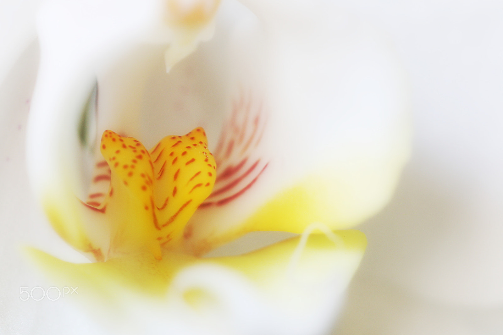 Sigma 105mm F2.8 EX DG OS HSM sample photo. Orchid photography