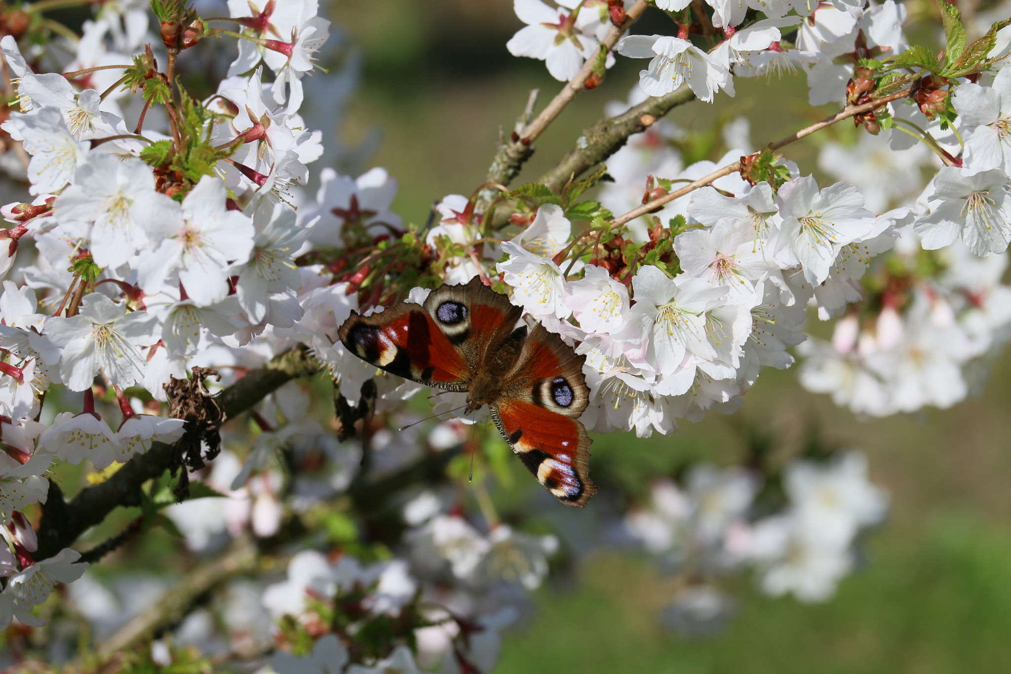 Canon EOS 70D sample photo. Spring photography