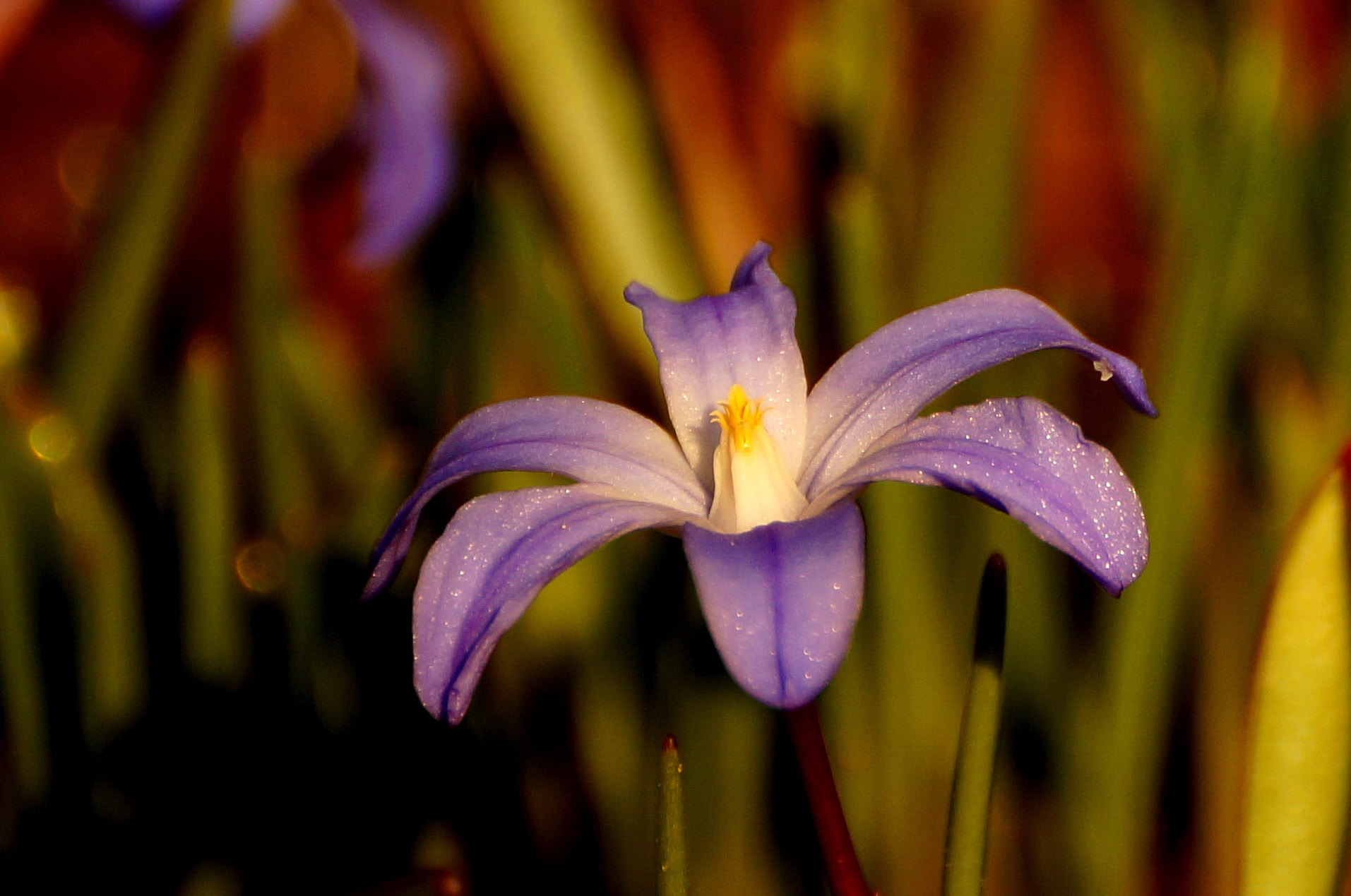 Sony DT 55-300mm F4.5-5.6 SAM sample photo. Chionodoxa photography