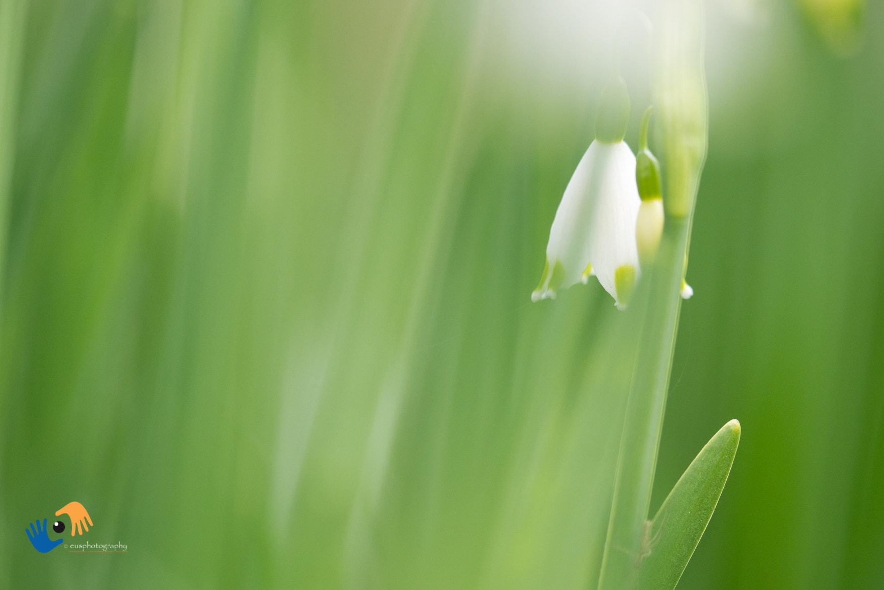 Olympus OM-D E-M1 Mark II sample photo. Springsnowflake in soft morninglight photography