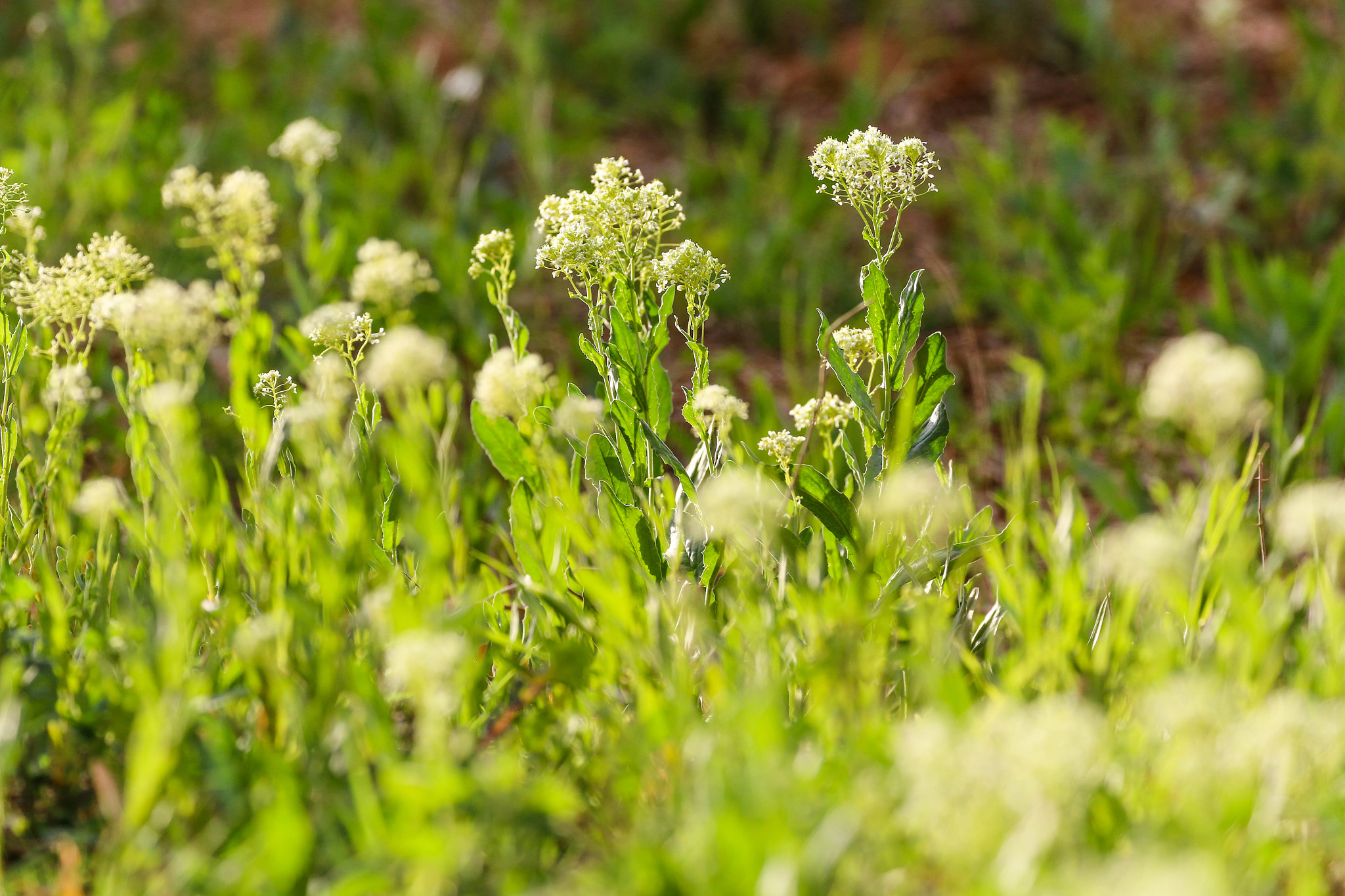 Canon EOS 70D sample photo. Wild flowers. photography