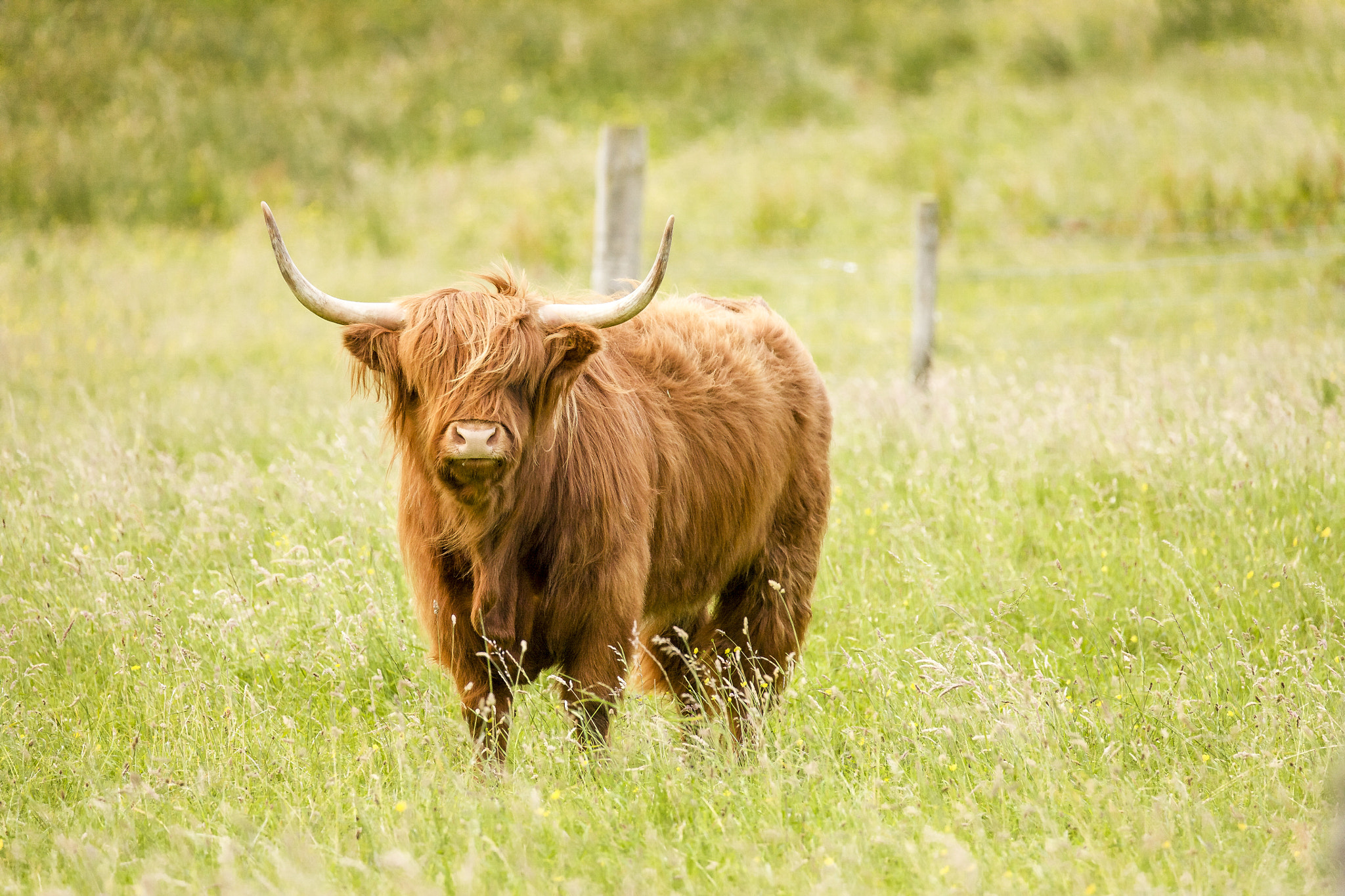 Canon EOS 5D sample photo. Higland cow photography