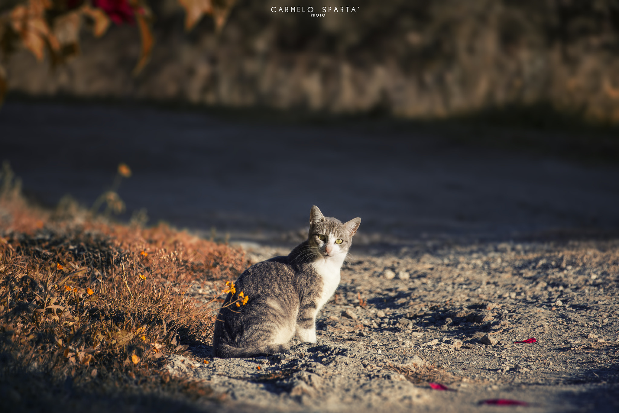 Canon EF-S 55-250mm F4-5.6 IS STM sample photo. My cat photography