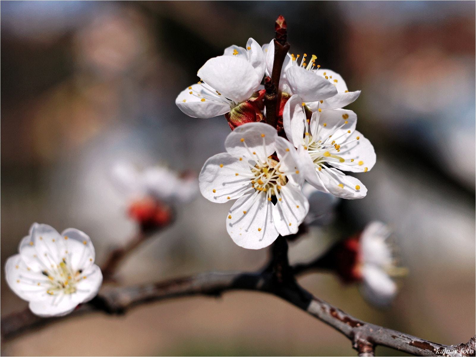 Canon EF 35-80mm f/4-5.6 sample photo. Apricot flowers photography