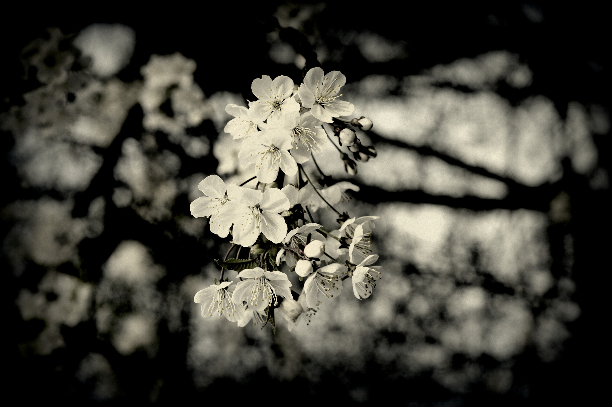 Nikon D700 + Nikon AF Nikkor 50mm F1.8D sample photo. Blossom photography