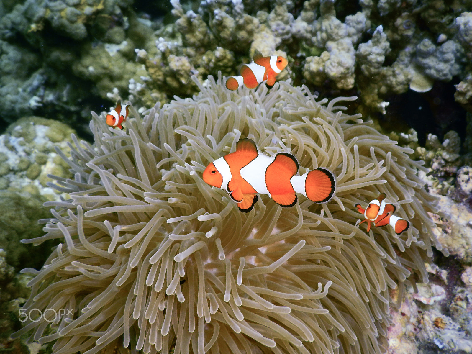 Nikon Coolpix AW130 sample photo. Clown fish photography