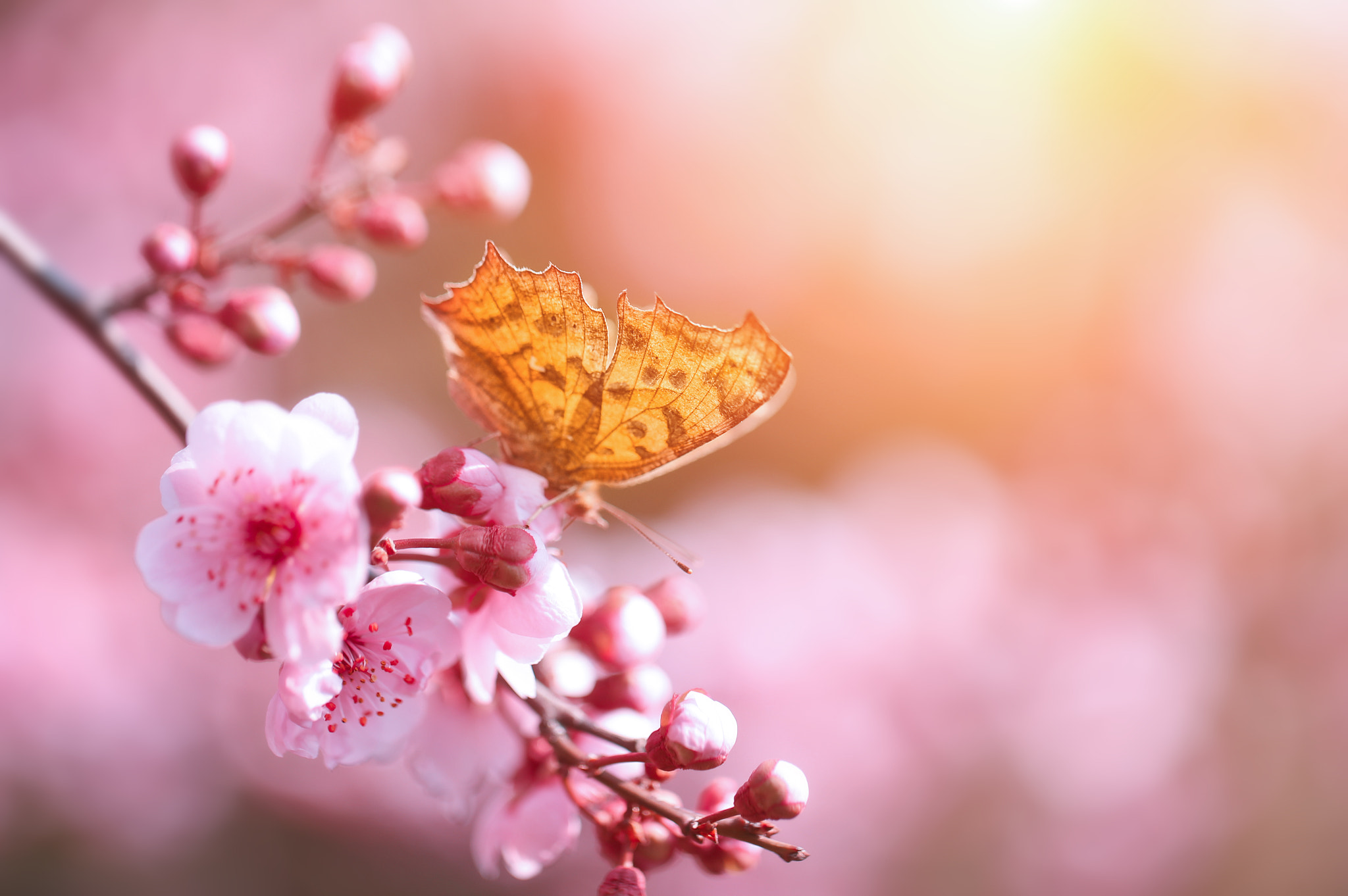 Canon EF 100mm F2.8L Macro IS USM sample photo. Img photography