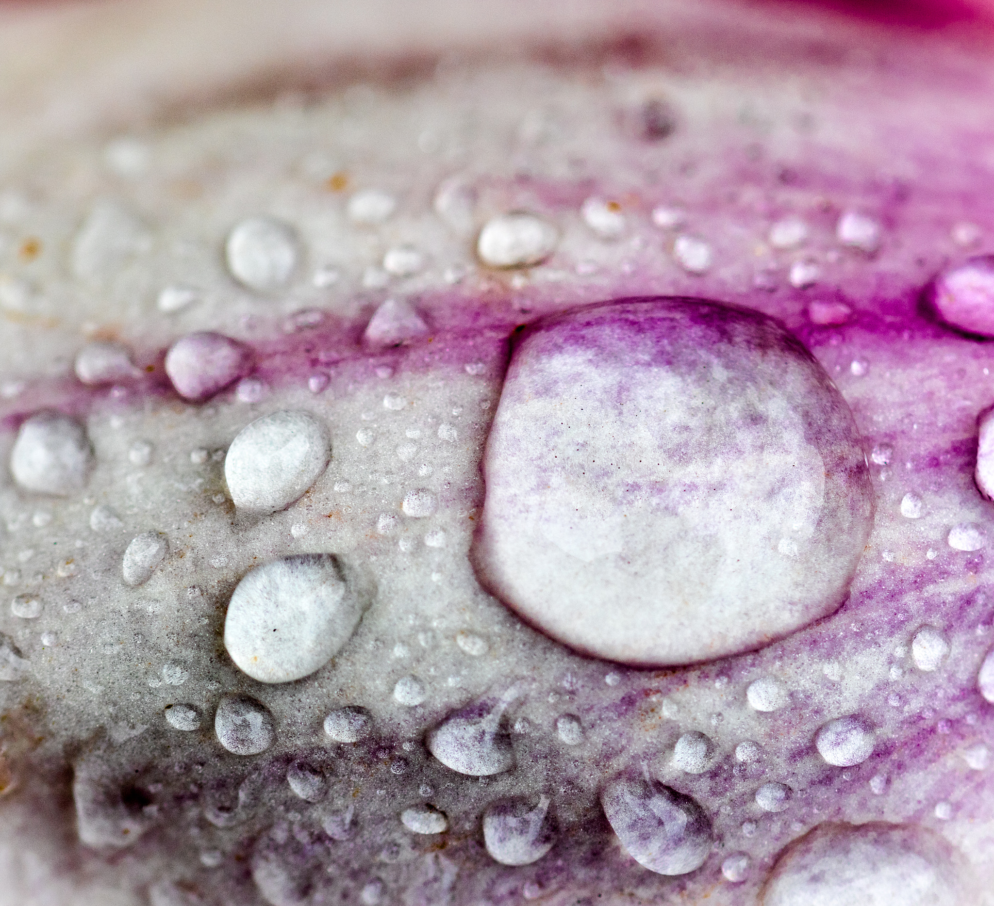 Sigma 105mm F2.8 EX DG OS HSM sample photo. Drops on leaf photography