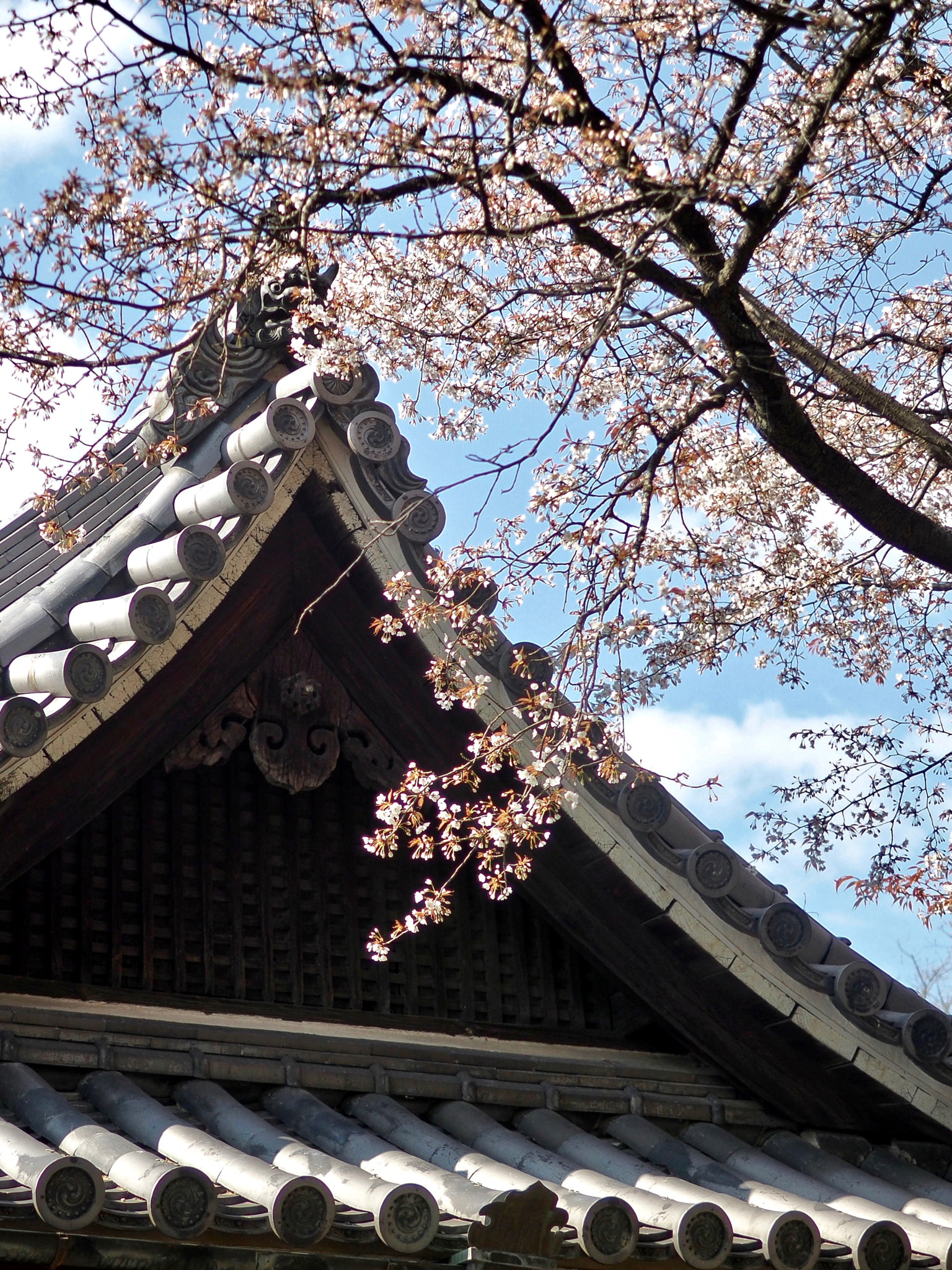 Olympus OM-D E-M5 II sample photo. Cherry blossoms photography