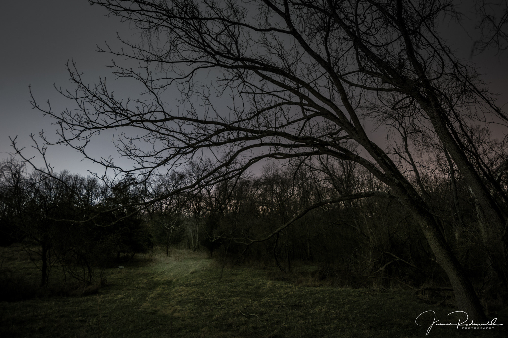 Nikon D3200 sample photo. Early morning hedgerow. photography