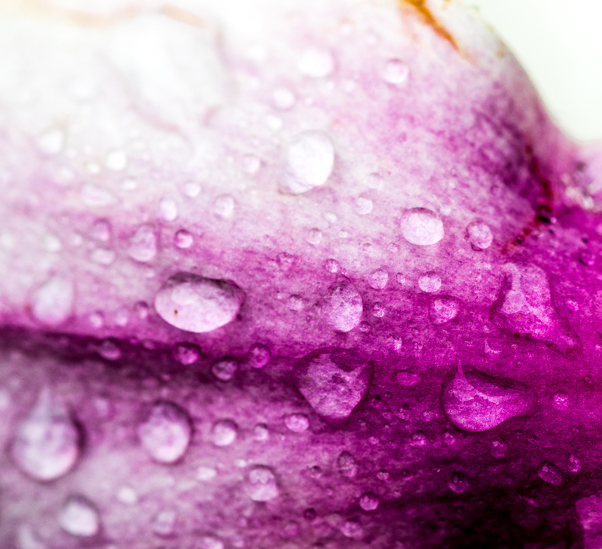 Sigma 105mm F2.8 EX DG OS HSM sample photo. Drops on leaf 2 photography