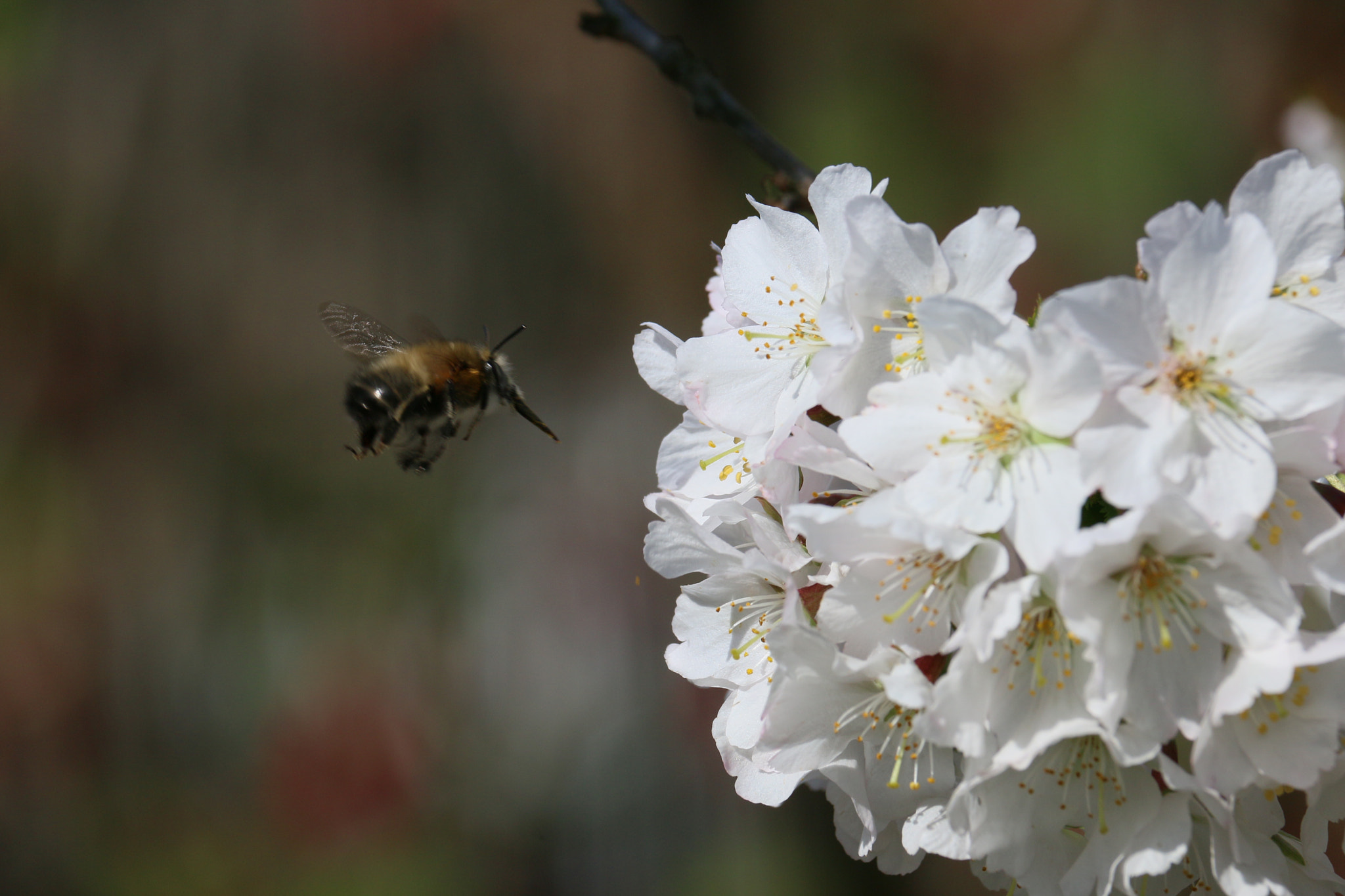 Canon EOS 70D sample photo. On approach photography