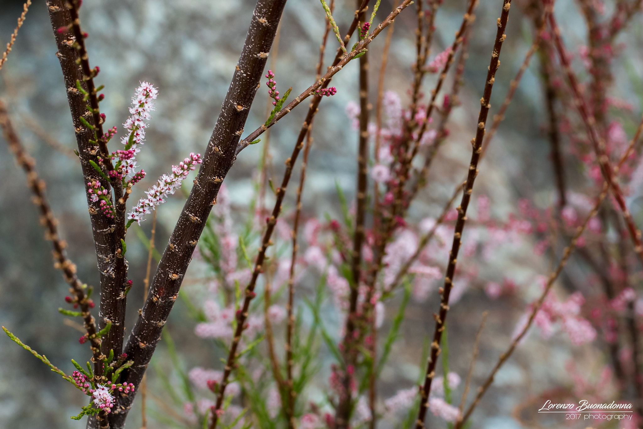 Canon EF 100mm F2.8L Macro IS USM sample photo. Flower's confusion (3) photography