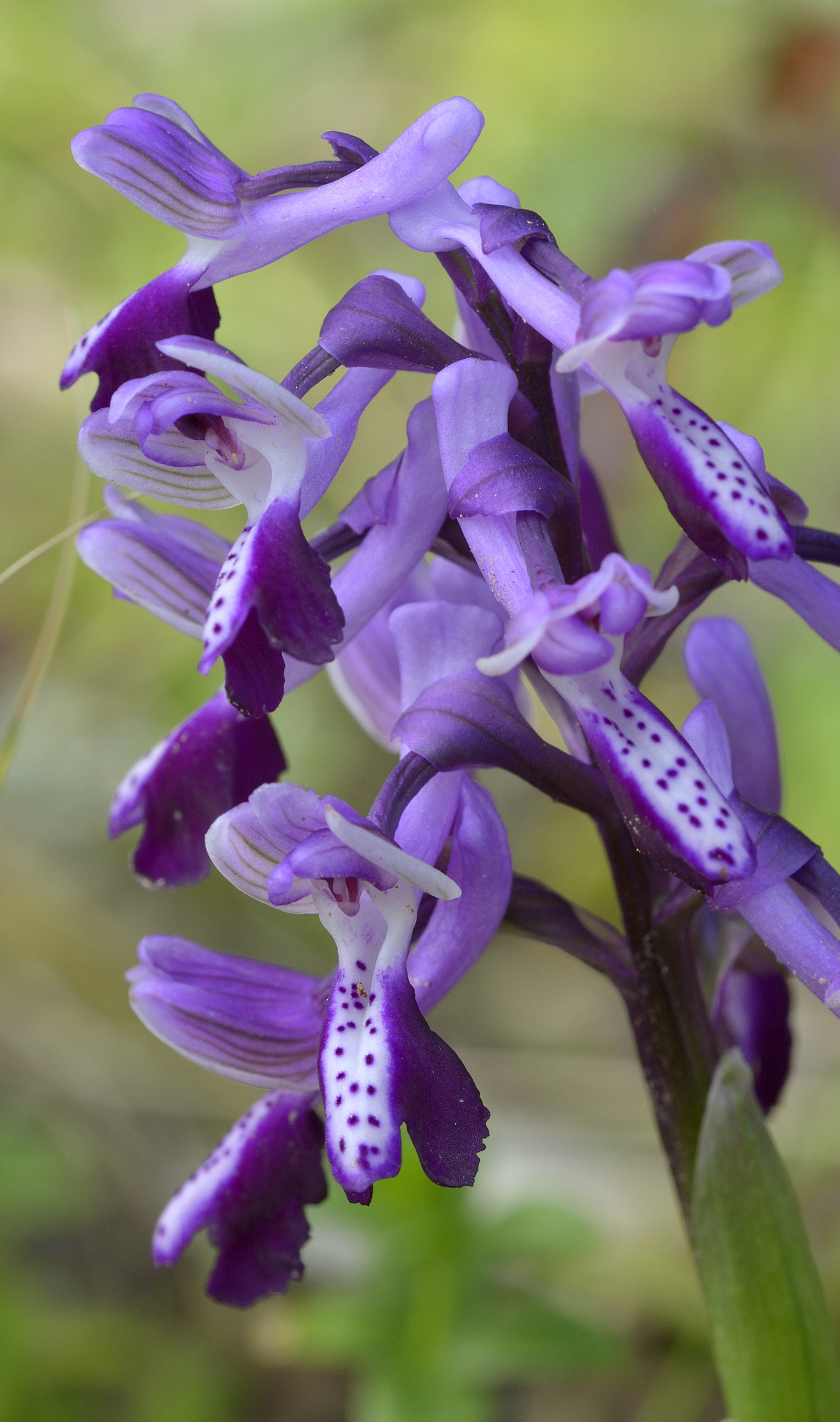 Sigma 105mm F2.8 EX DG OS HSM sample photo. The fairest of the kingdom photography