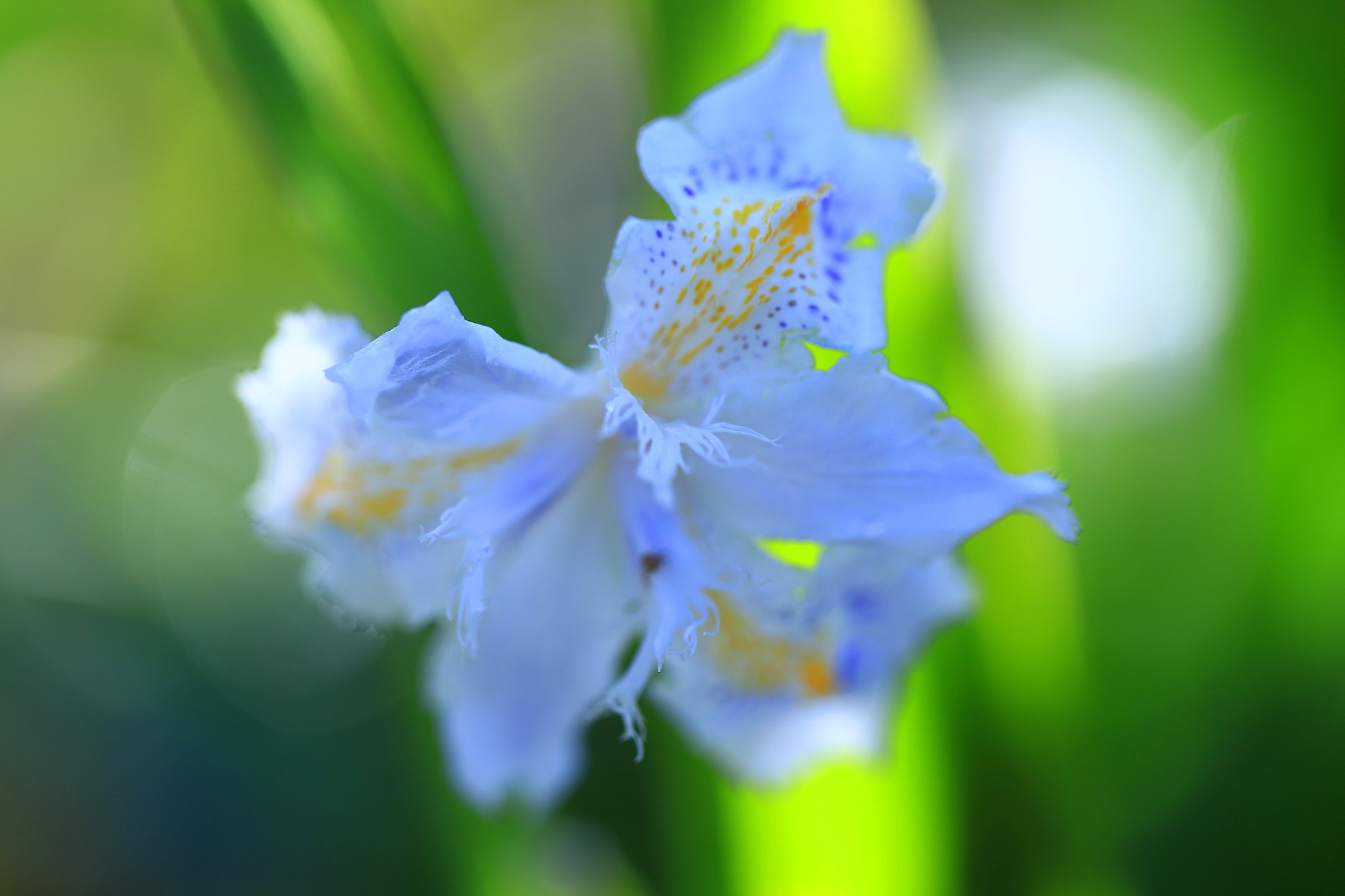 Canon EF 100mm F2.8L Macro IS USM sample photo. Spring flower photography