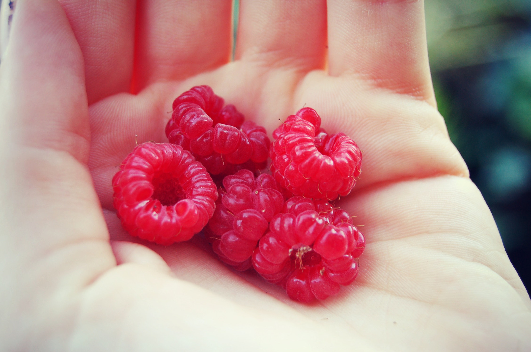 Nikon D50 sample photo. Raspberries photography