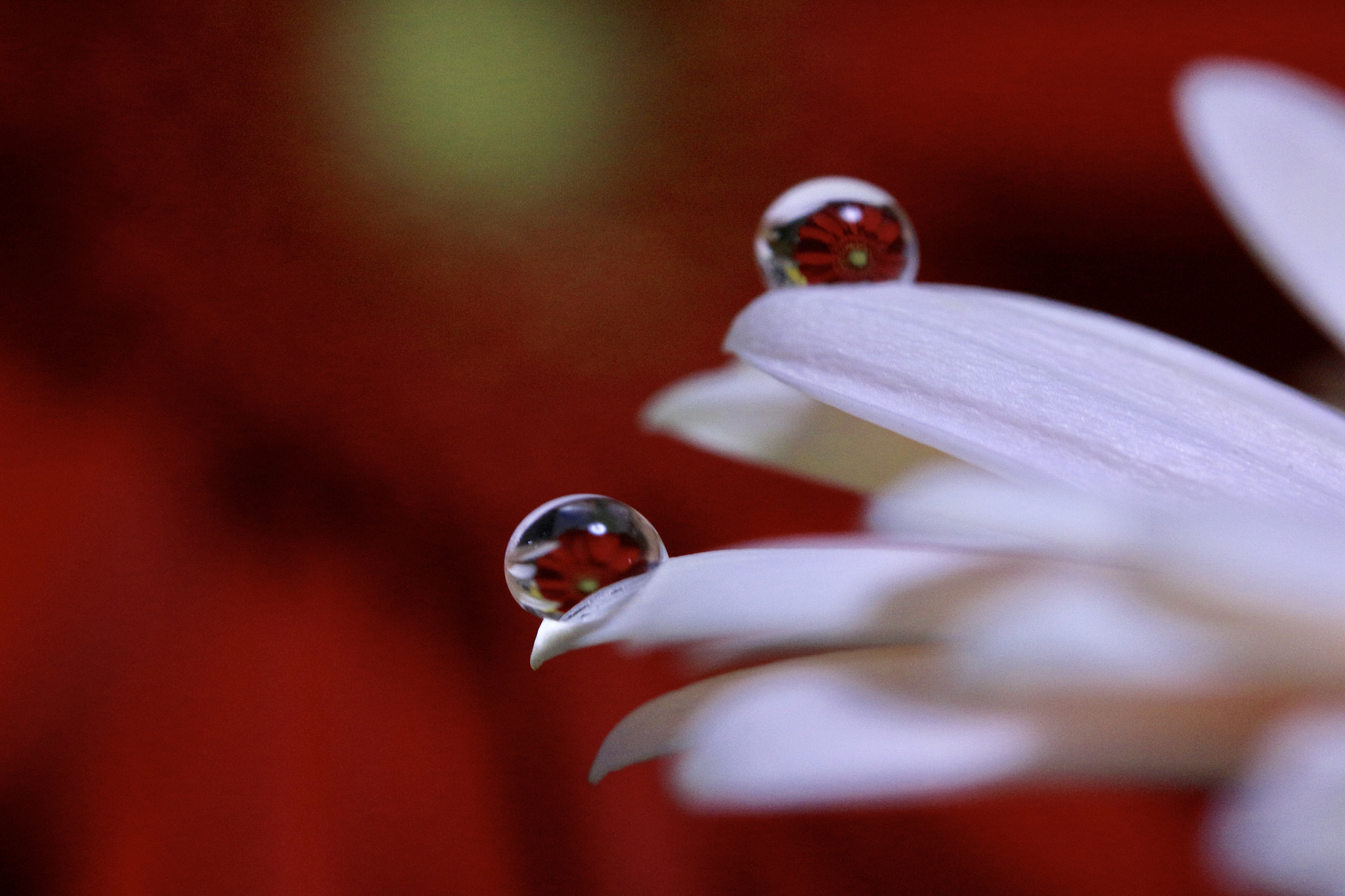 Canon EOS 100D (EOS Rebel SL1 / EOS Kiss X7) sample photo. Lovers distance photography
