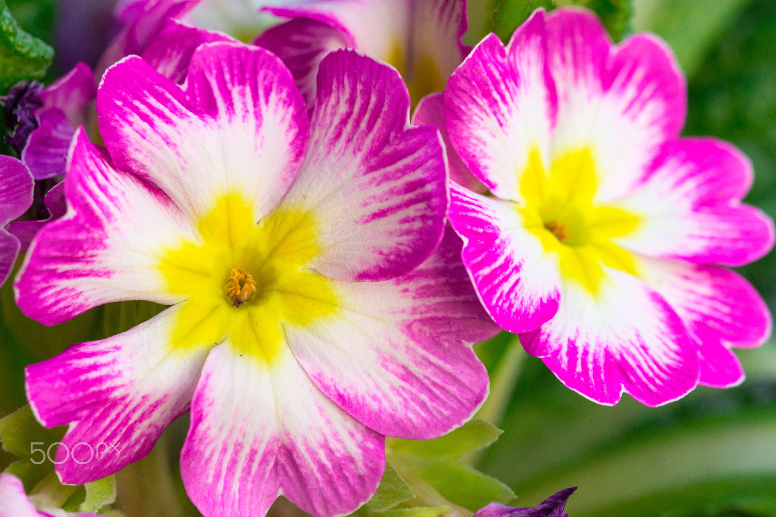 Sigma 105mm F2.8 EX DG OS HSM sample photo. Spring photography