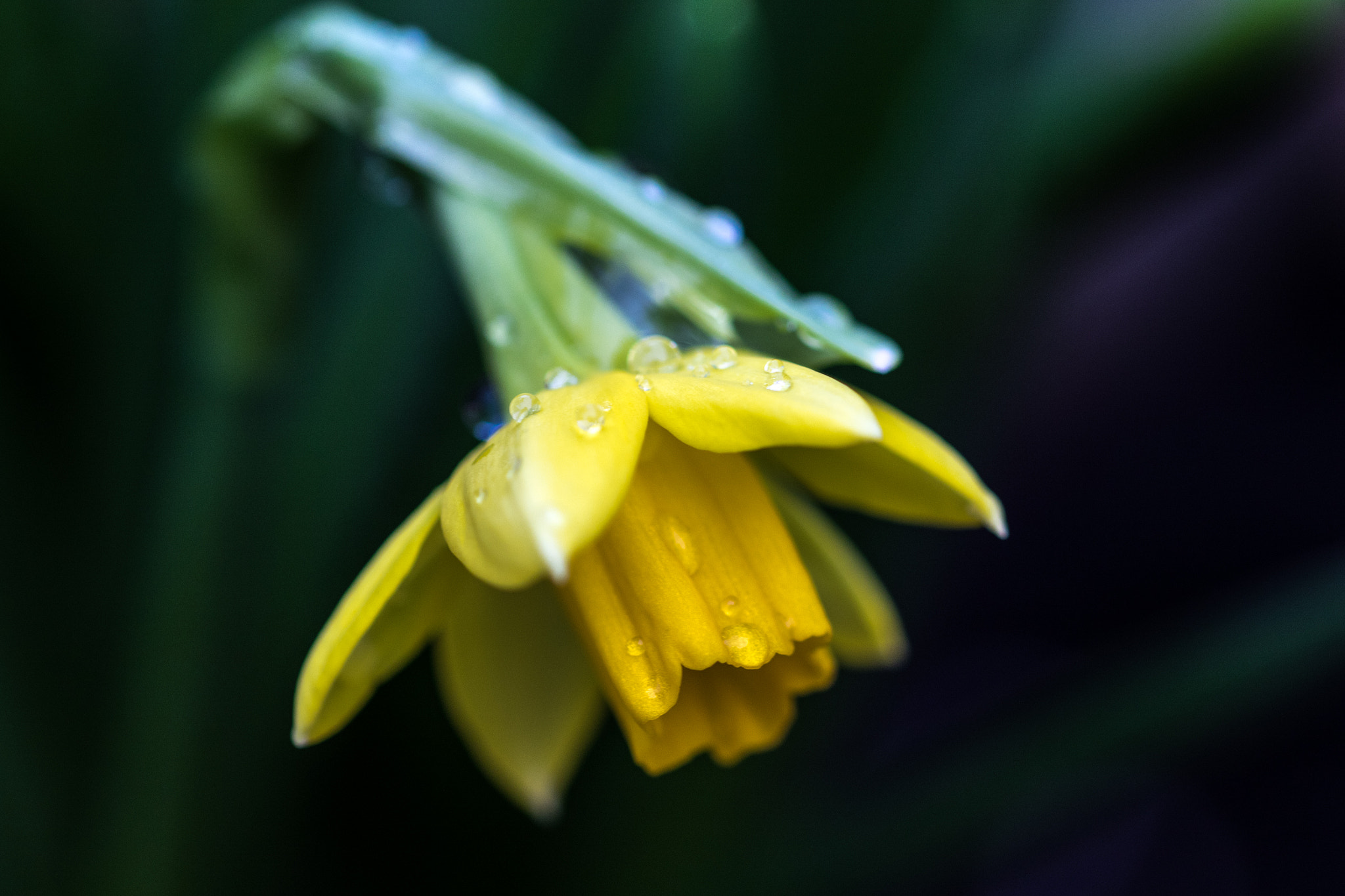 Sigma 105mm F2.8 EX DG OS HSM sample photo. Wet head photography