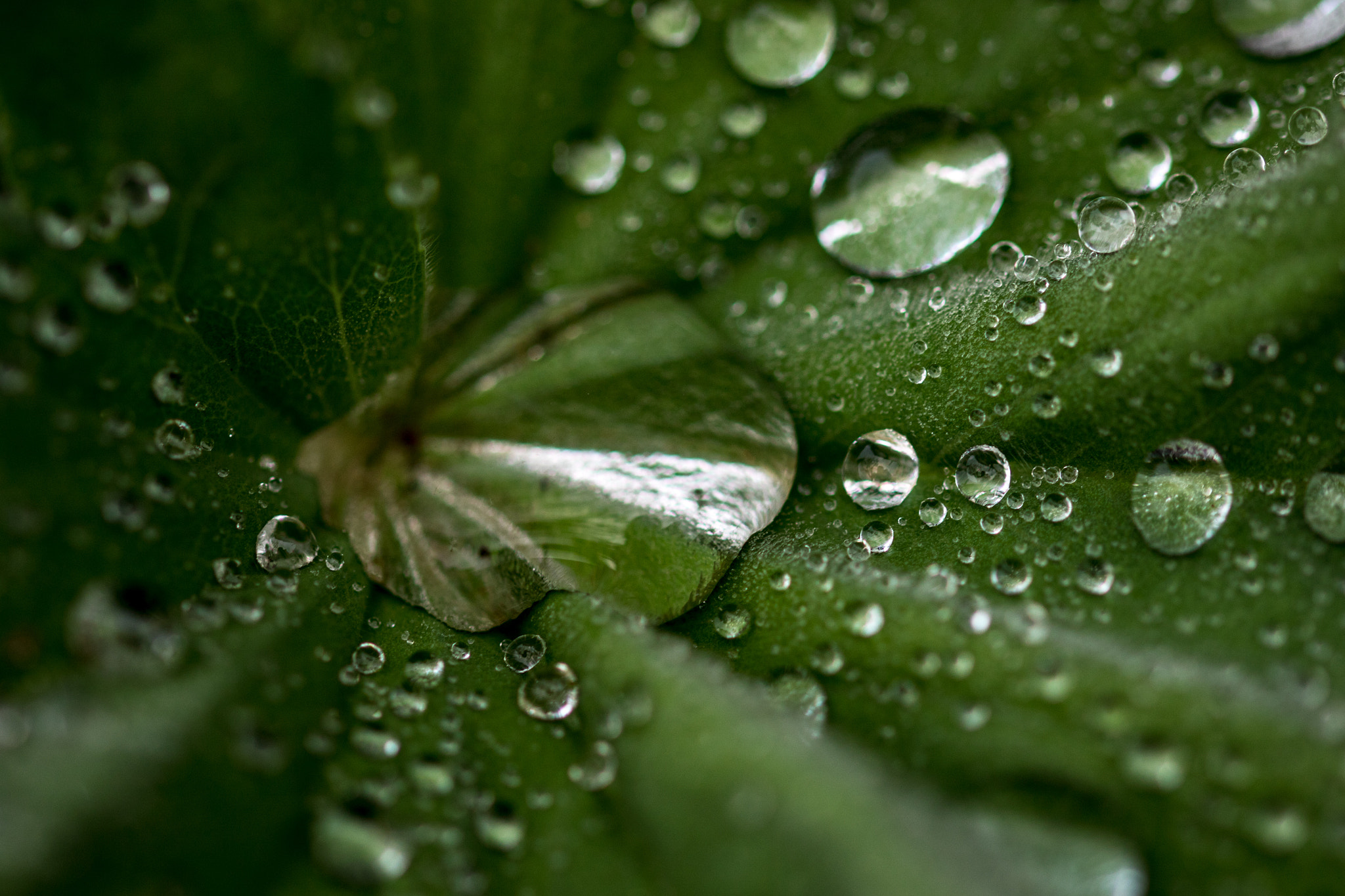 Sigma 105mm F2.8 EX DG OS HSM sample photo. Rainy leaf photography
