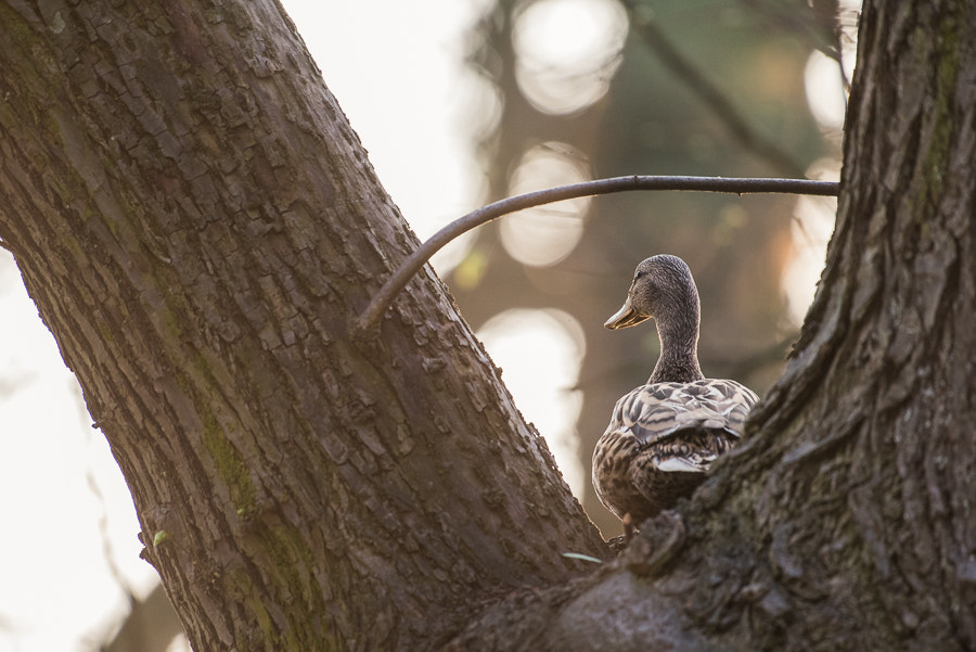 Nikon AF-S Nikkor 200-500mm F5.6E ED VR sample photo. Darkwing duck. photography