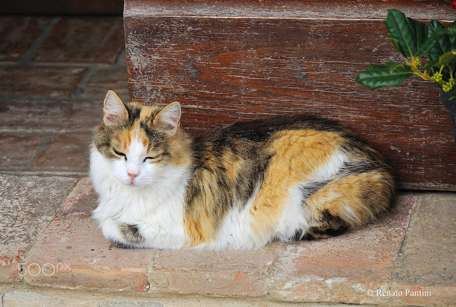 Nikon D5000 sample photo. Beauty. photography