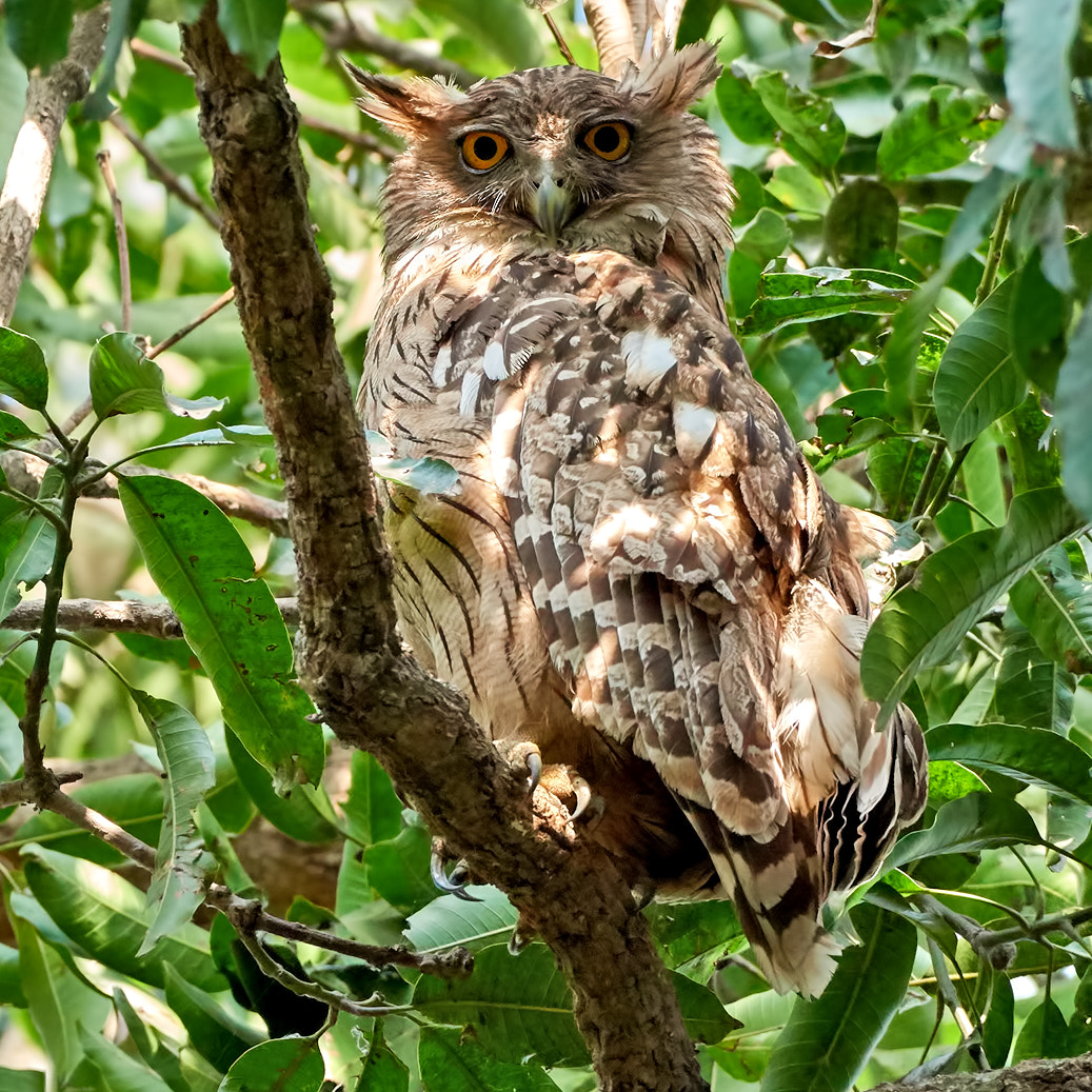 Nikon AF-S Nikkor 200-500mm F5.6E ED VR sample photo. Just woke up now  ? photography