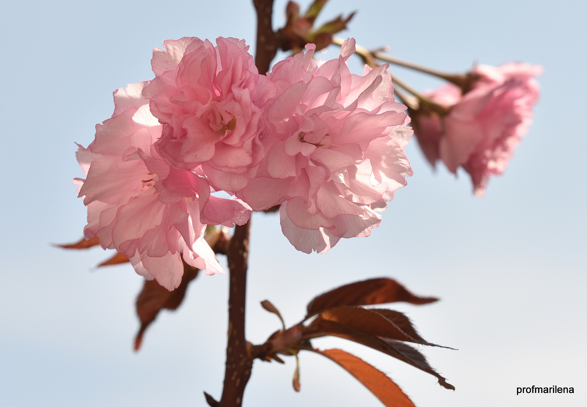 Sigma 150mm F2.8 EX DG OS Macro HSM sample photo. Diving into pink photography